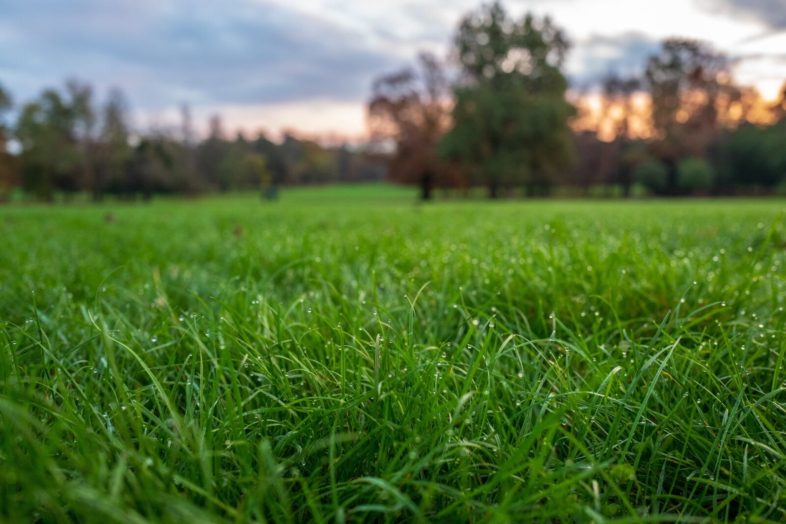 Leica Q (Typ 116) sample photo. Prato, dew, nature photography