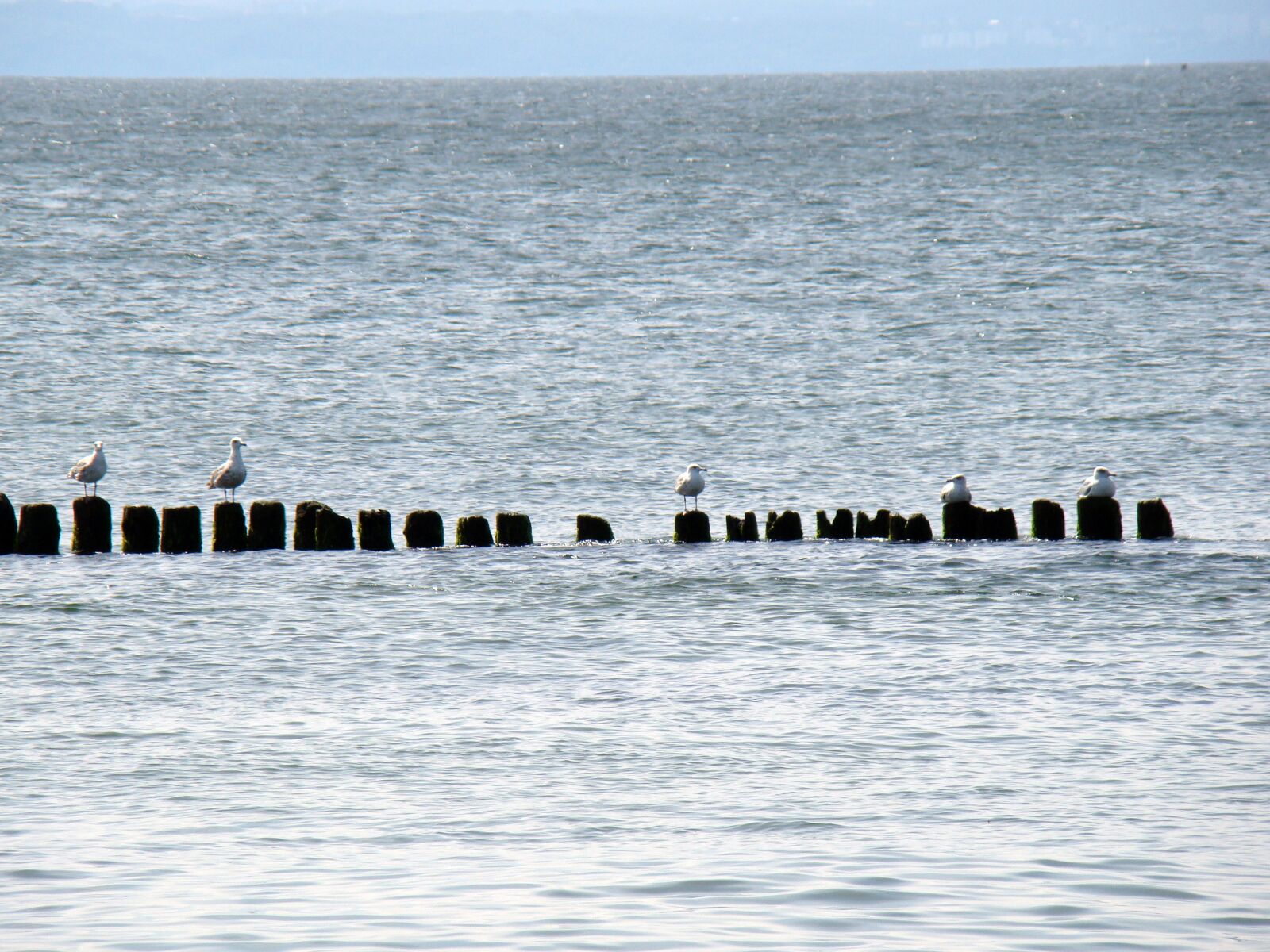 Sony Cyber-shot DSC-H50 sample photo. Sea, birds, breakwater photography