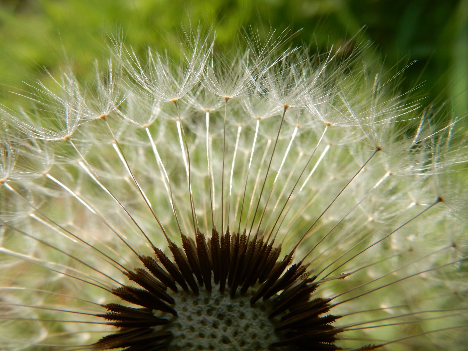 Nikon Coolpix S9900 sample photo. Dandelion, seeds, close up photography