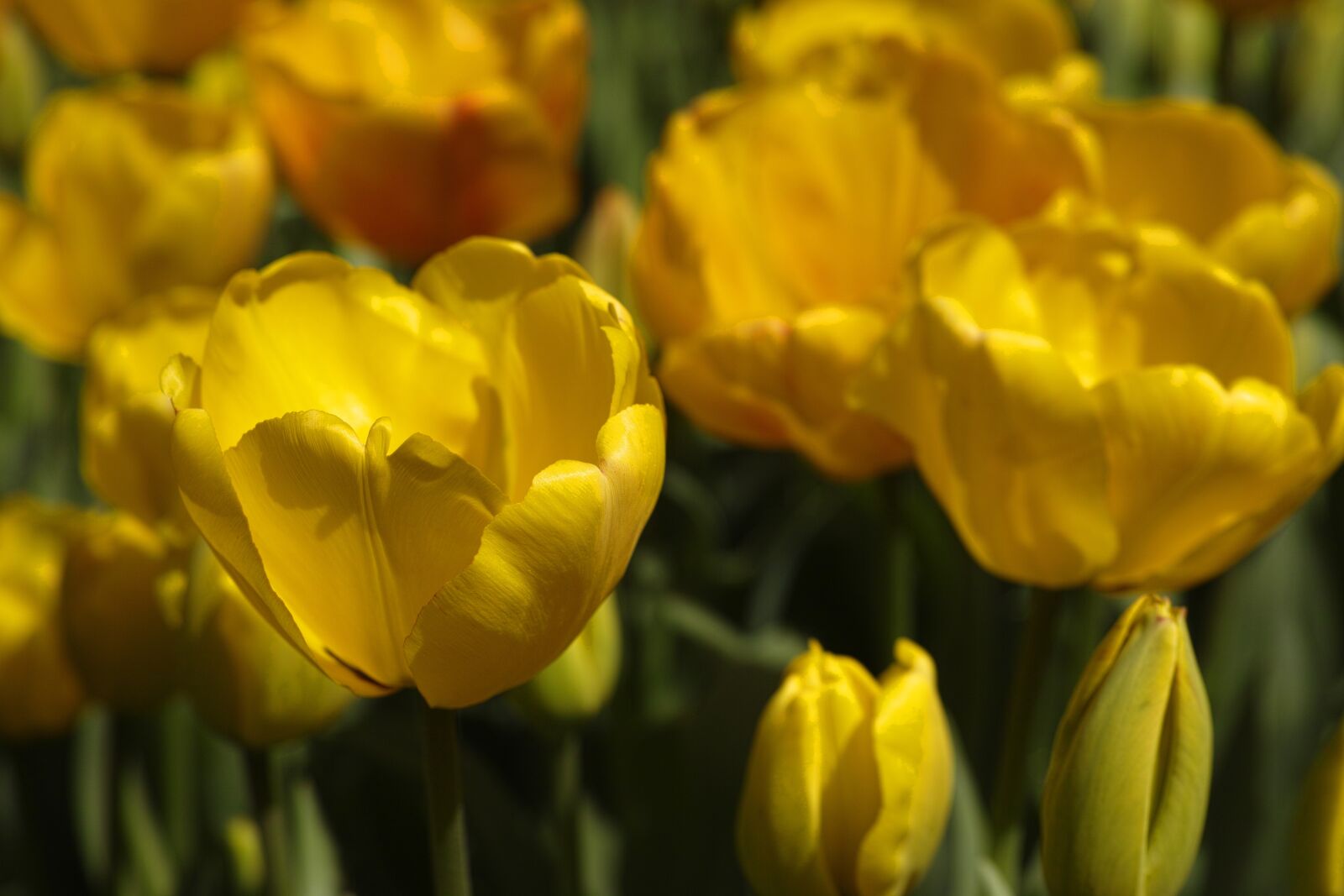 Sigma DP3 Merrill sample photo. Tulips, flower, tulip festival photography