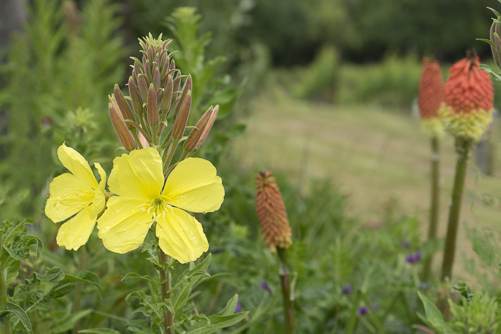 Sony a7 II + Sony FE 28-70mm F3.5-5.6 OSS sample photo. Flower, yellow, nature photography