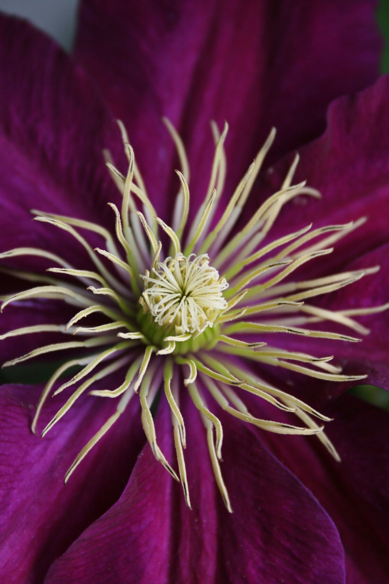 Canon EOS 350D (EOS Digital Rebel XT / EOS Kiss Digital N) sample photo. Flower, clematis, stamen photography