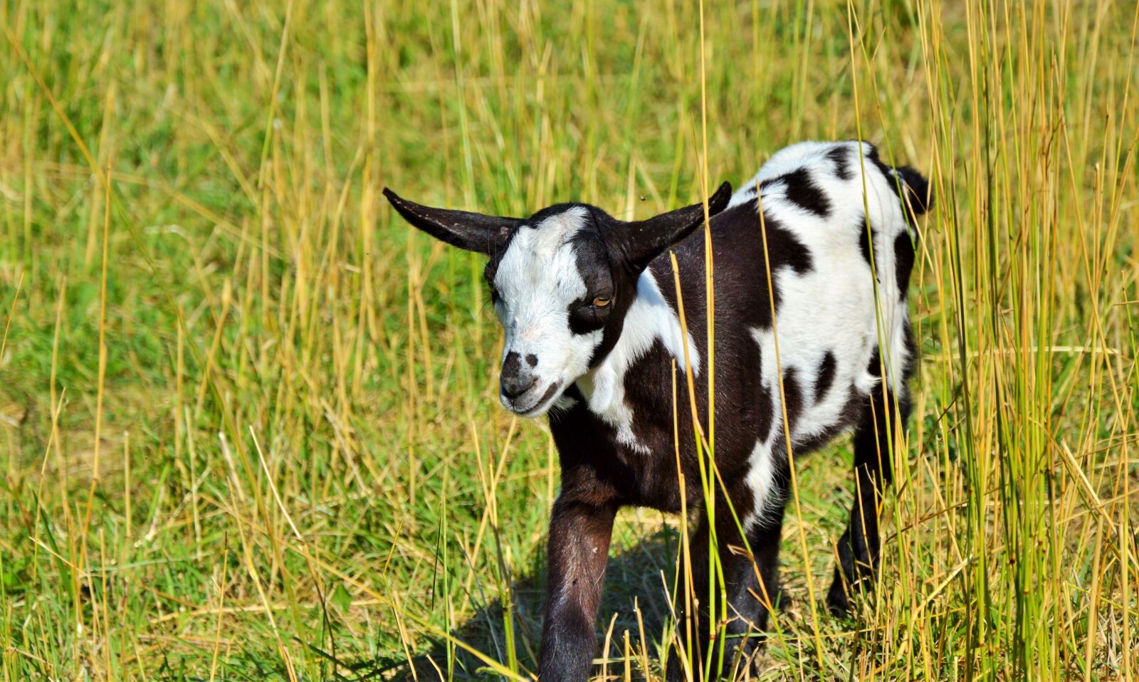 Nikon D3200 sample photo. Goat, prima donna, geiss photography