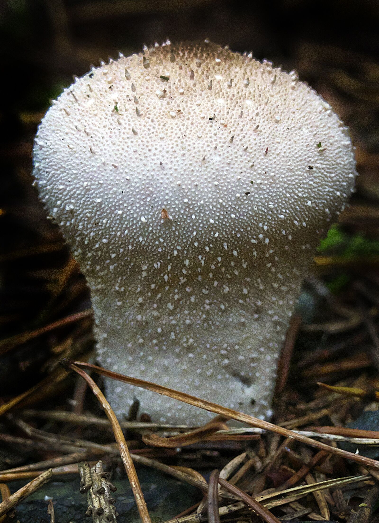 Panasonic Lumix DMC-FZ1000 sample photo. Mushroom, bottle umbrinum, bottle photography