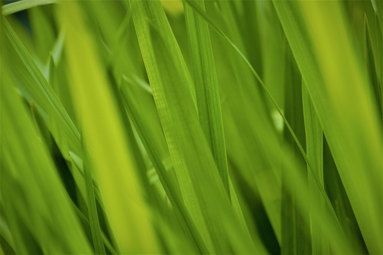 Panasonic Lumix DMC-GH2 sample photo. Green, grasses, nature photography