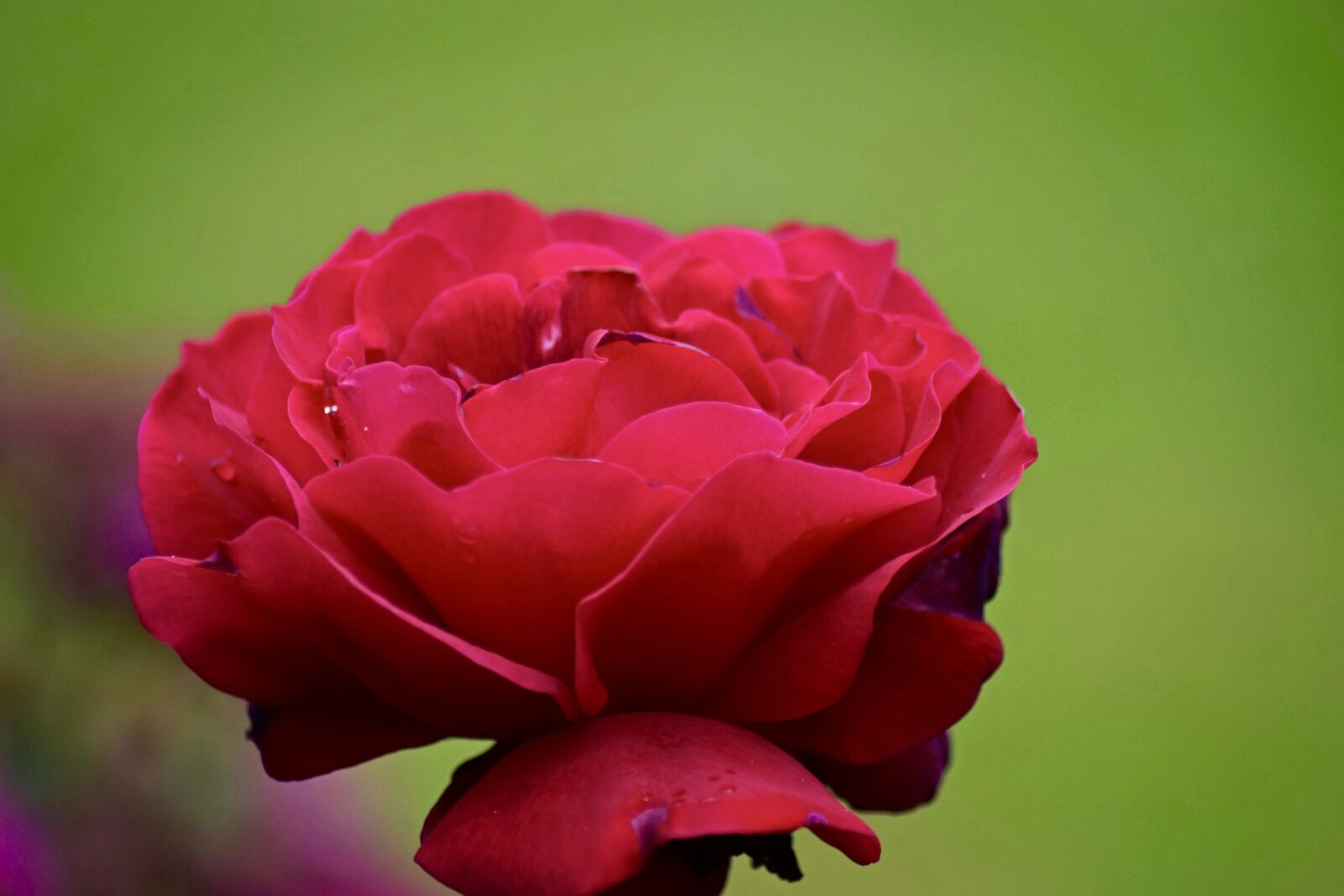 Nikon D3300 sample photo. Rose bloom, rose, red photography