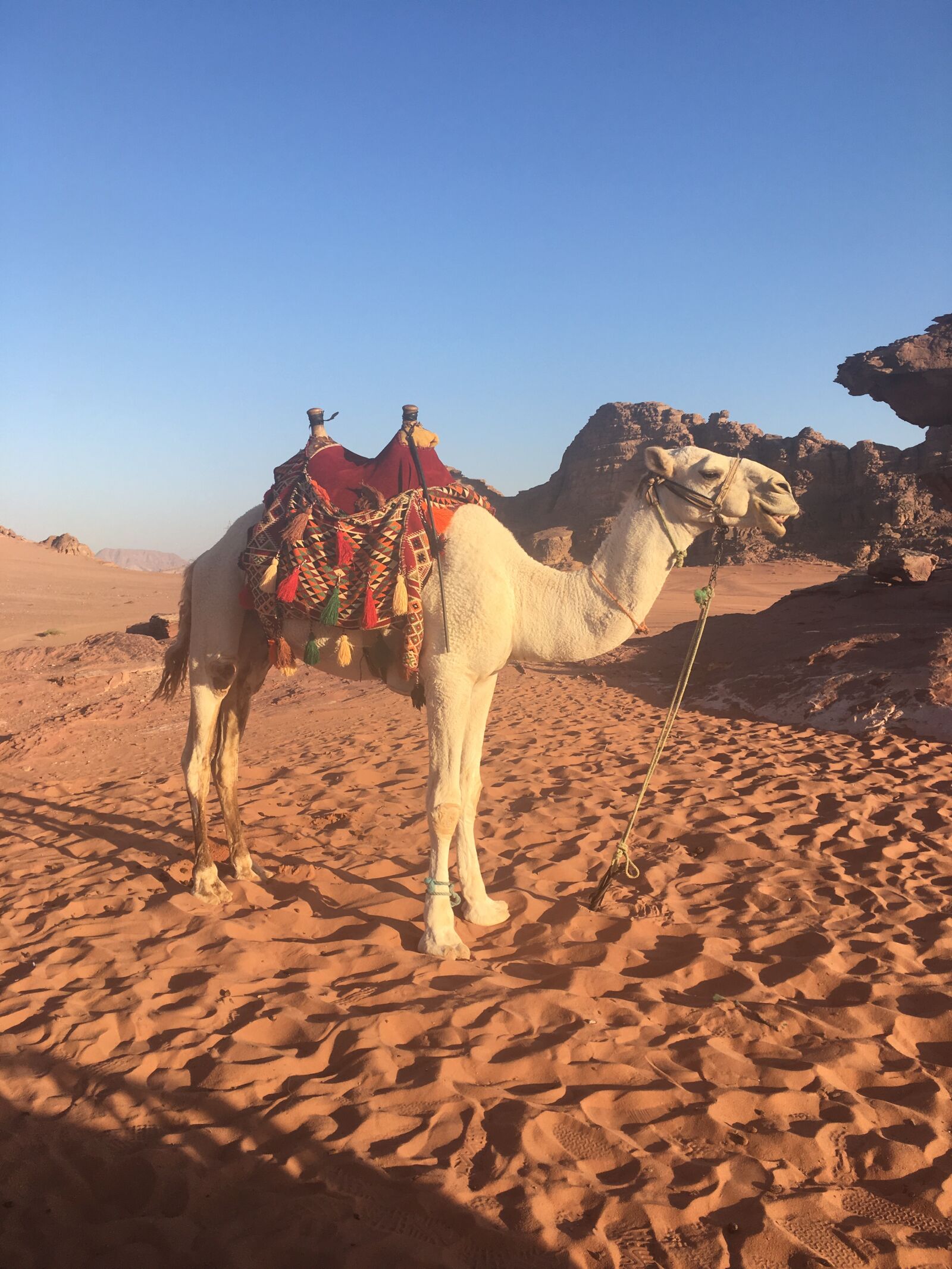 iPhone 6s Plus back camera 4.15mm f/2.2 sample photo. Camel, smile, desert photography