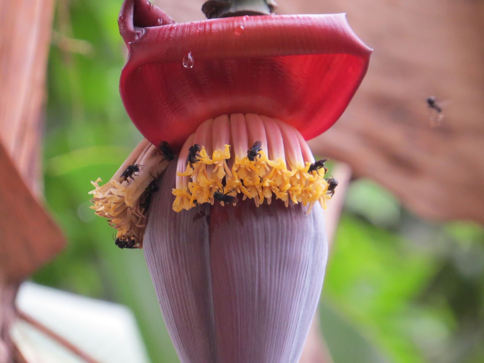Canon PowerShot SX50 HS sample photo. Banana tree, banana, bananas photography