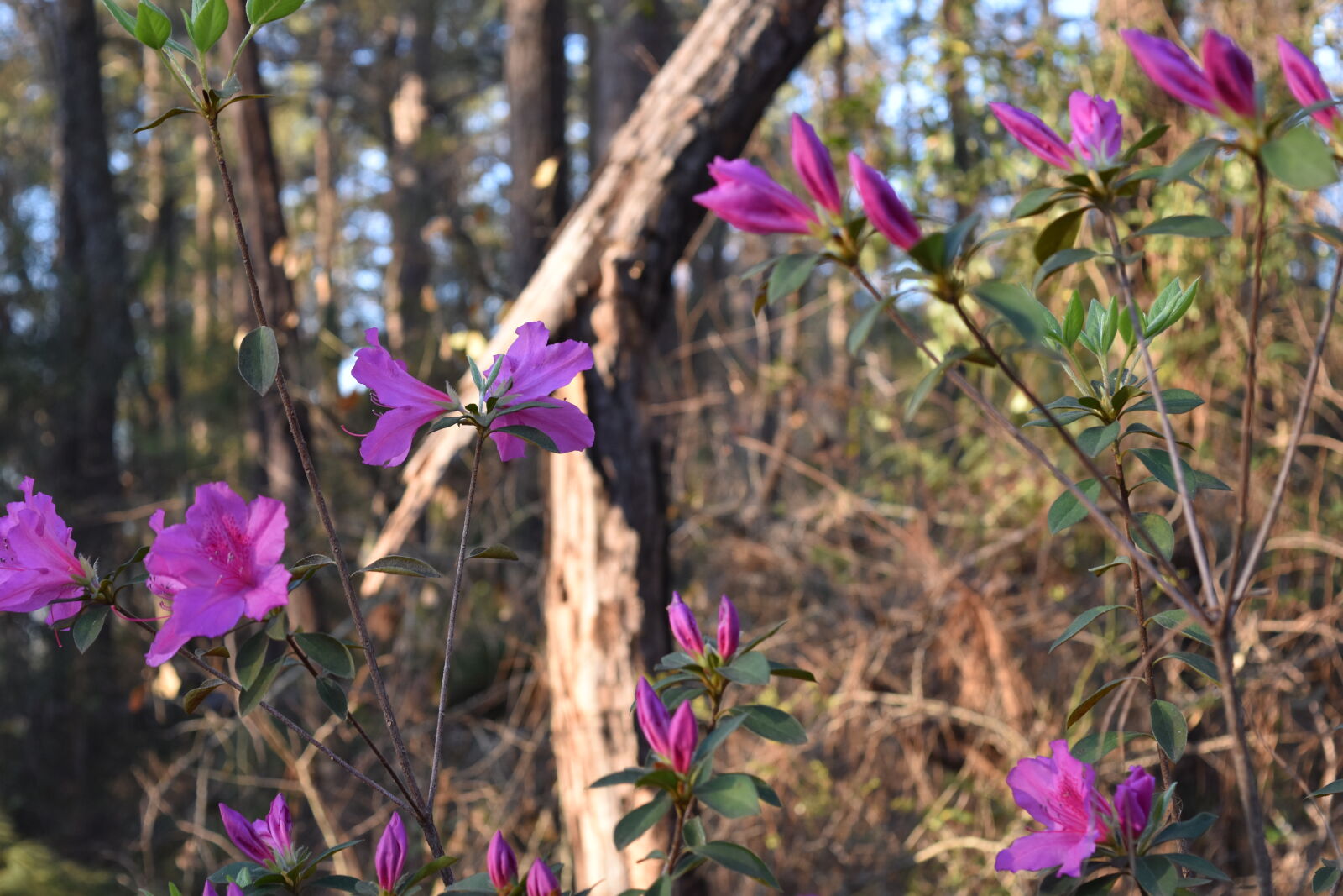 Nikon D5500 sample photo. Azalea photography