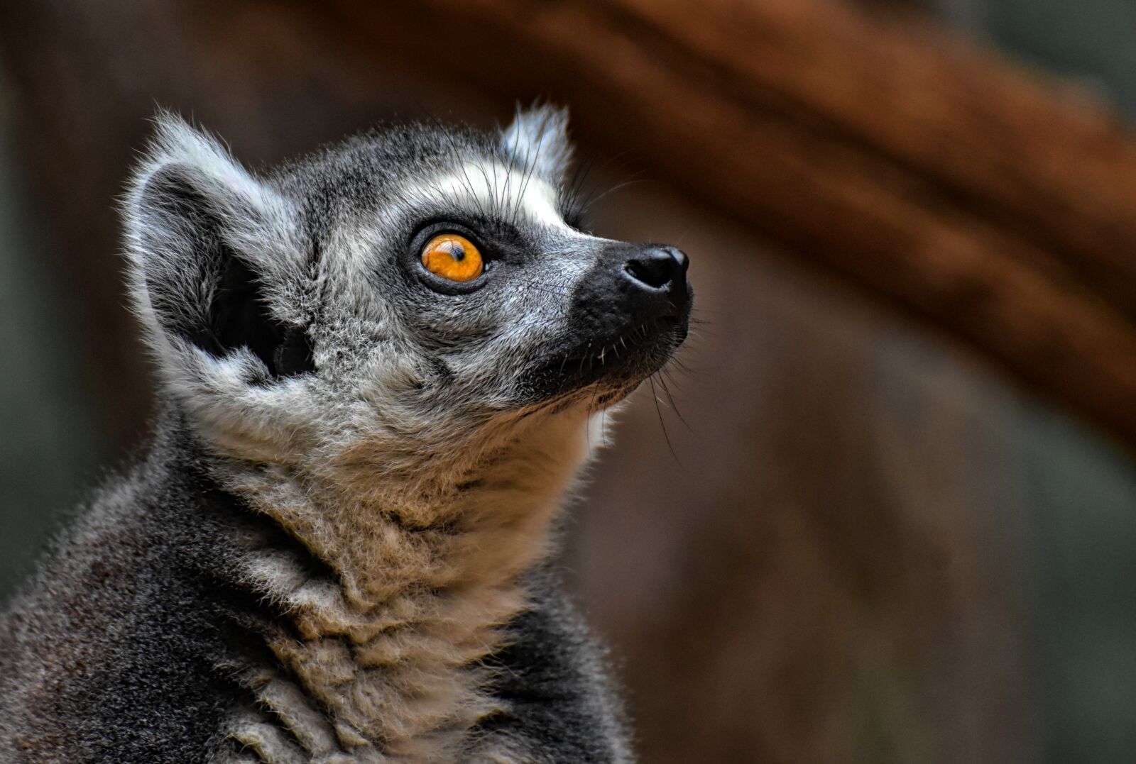 Nikon D7200 sample photo. Monkey, lemur, cute photography