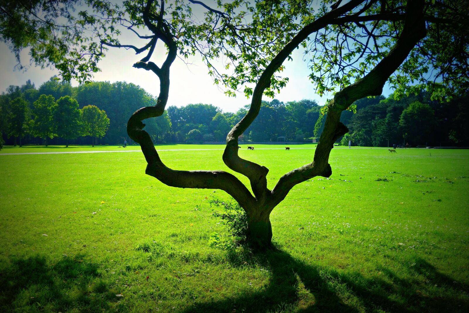 Sony Cyber-shot DSC-RX100 sample photo. Tree, silhouette, tree silhouette photography