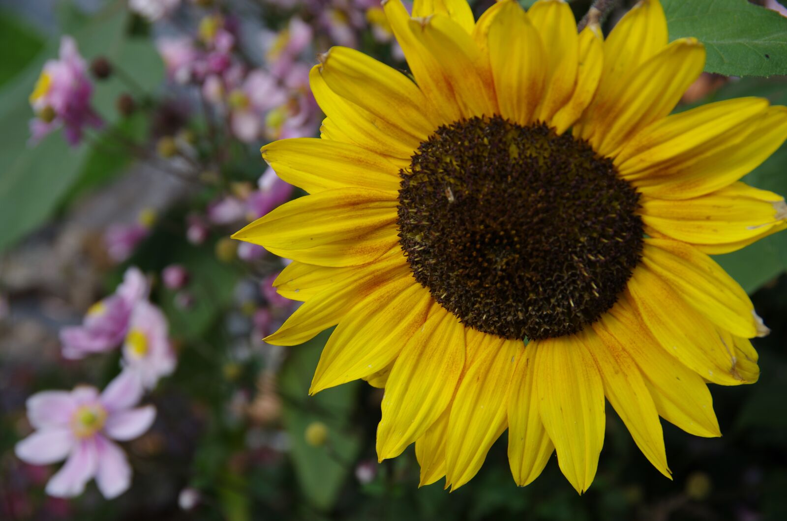 Pentax K-5 sample photo. Sunflower, yellow, nature photography