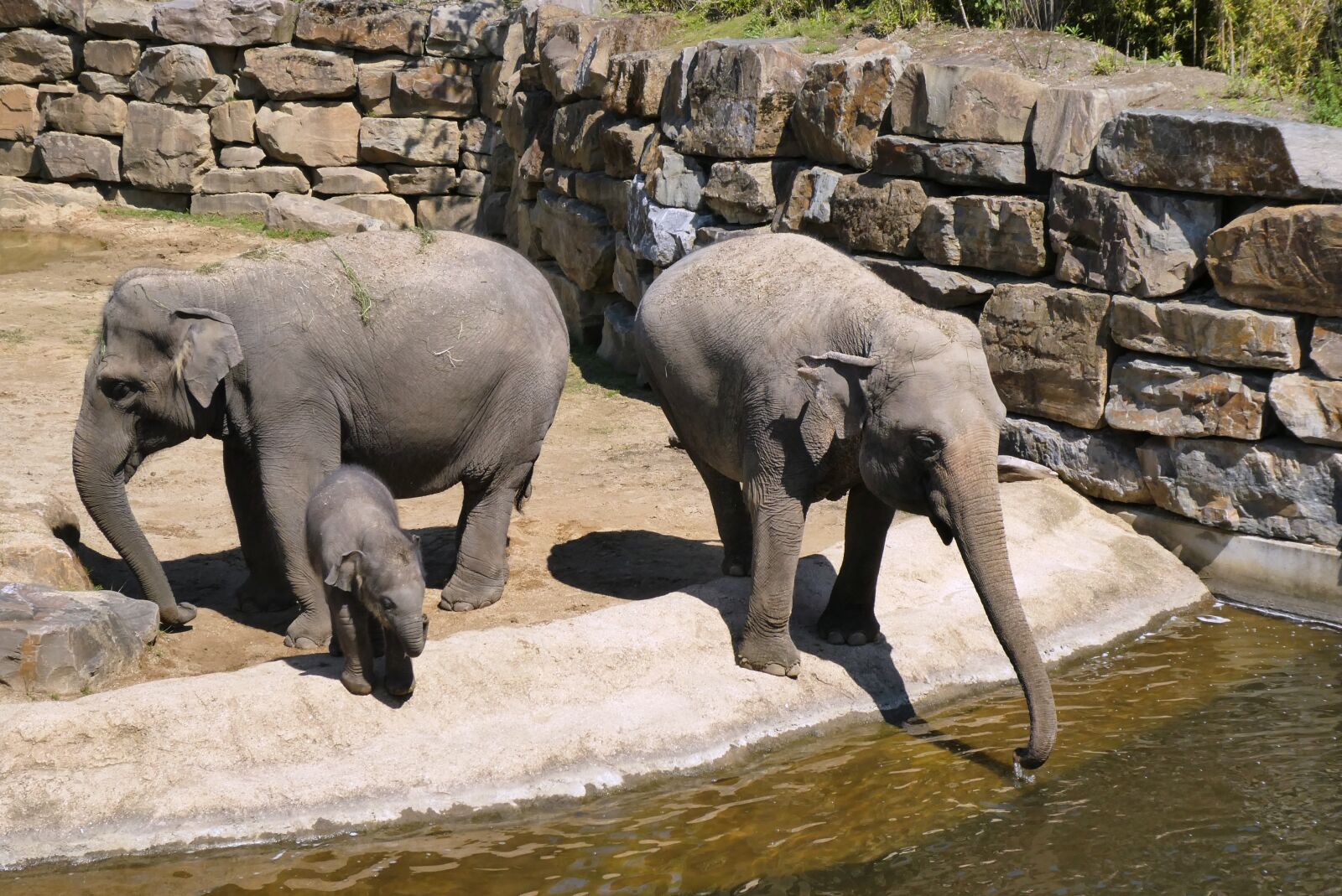 Panasonic Lumix DC-ZS70 (Lumix DC-TZ90) sample photo. Elephant with boy, zoo photography