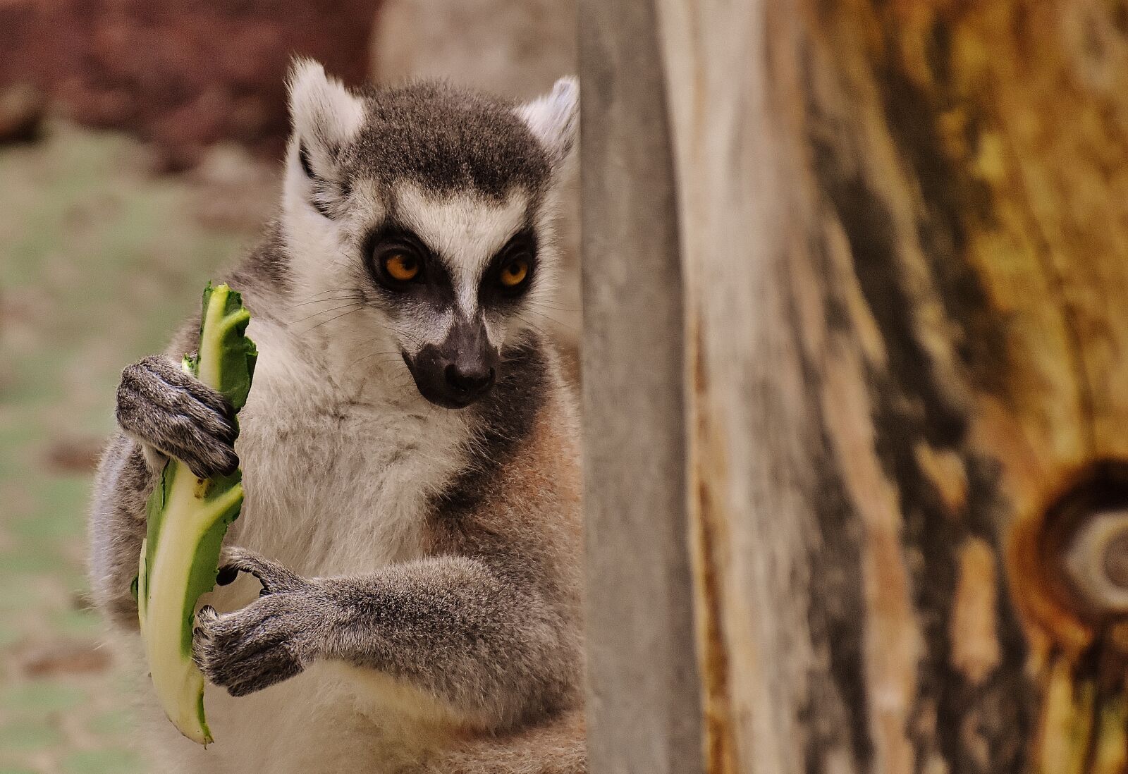 Nikon D7200 sample photo. Monkey, lemur, cute photography