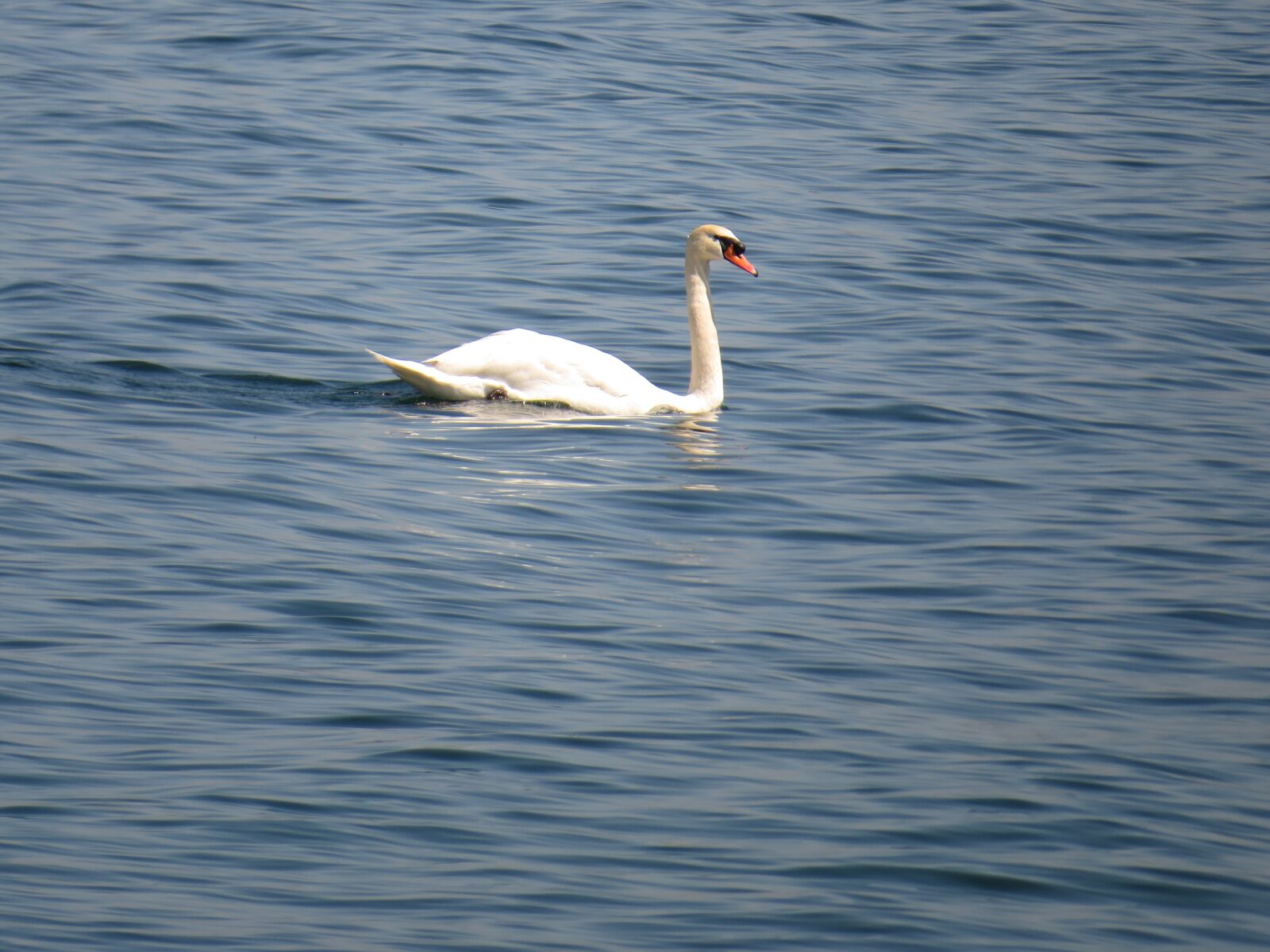 Canon PowerShot SX50 HS sample photo. Swan, water, swim photography