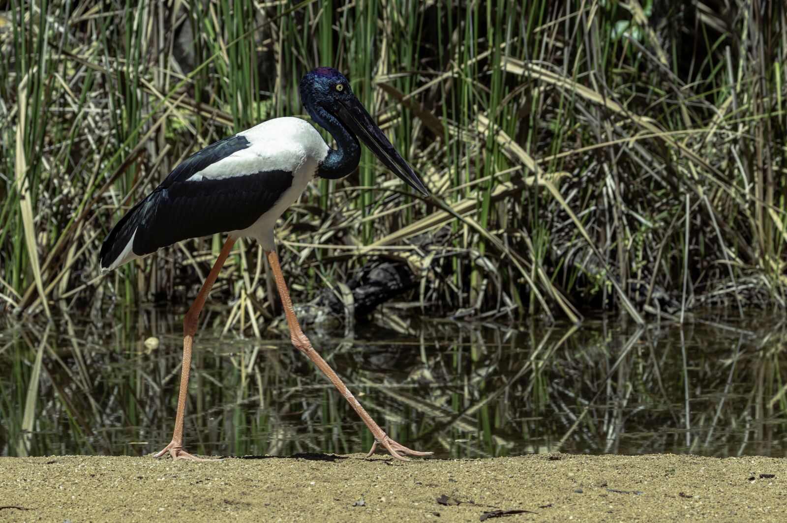 Canon EOS 80D sample photo. Jabiru, water bird, birds photography