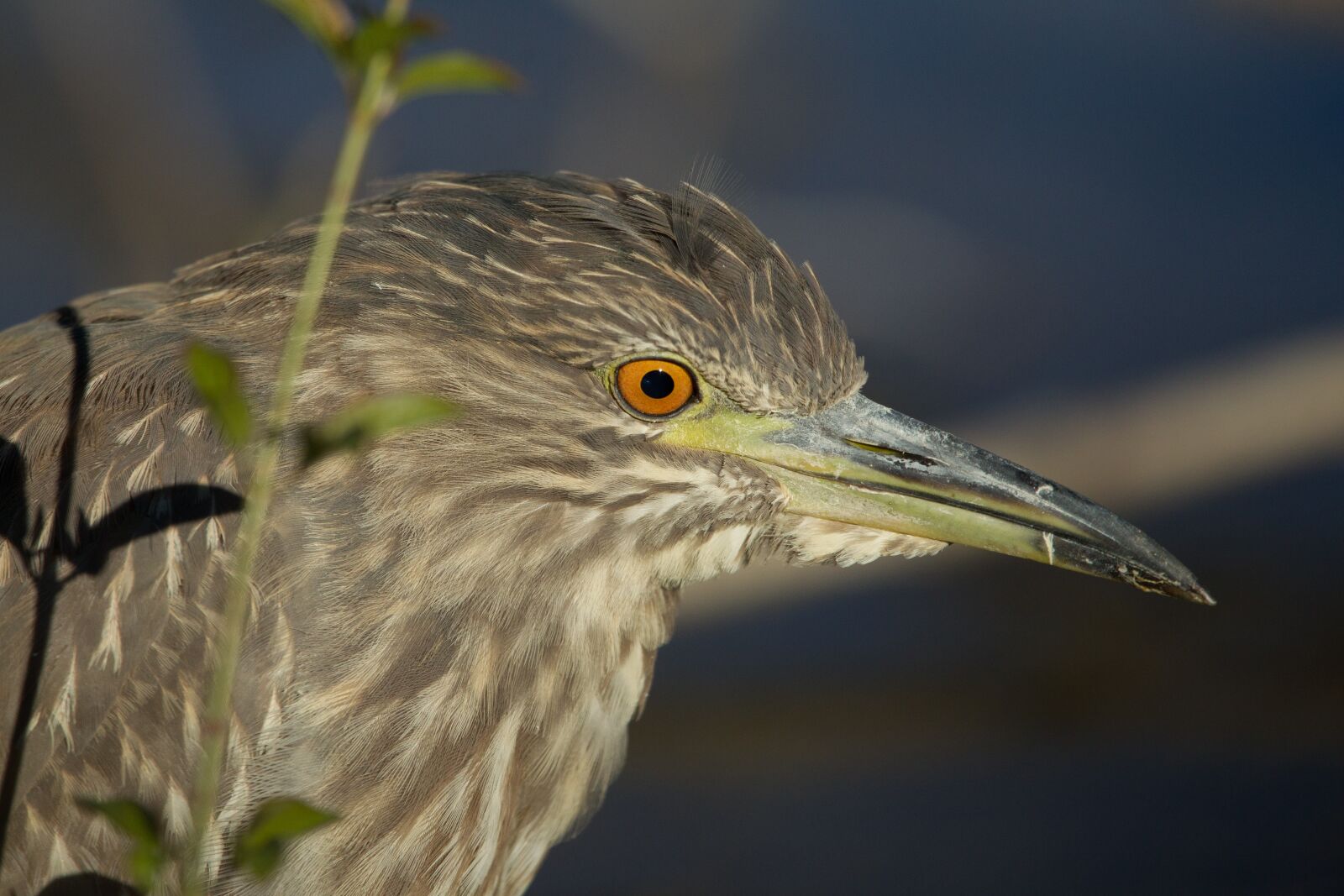 Canon EF 400mm F2.8L IS USM sample photo. Black-crowned night heron, bird photography