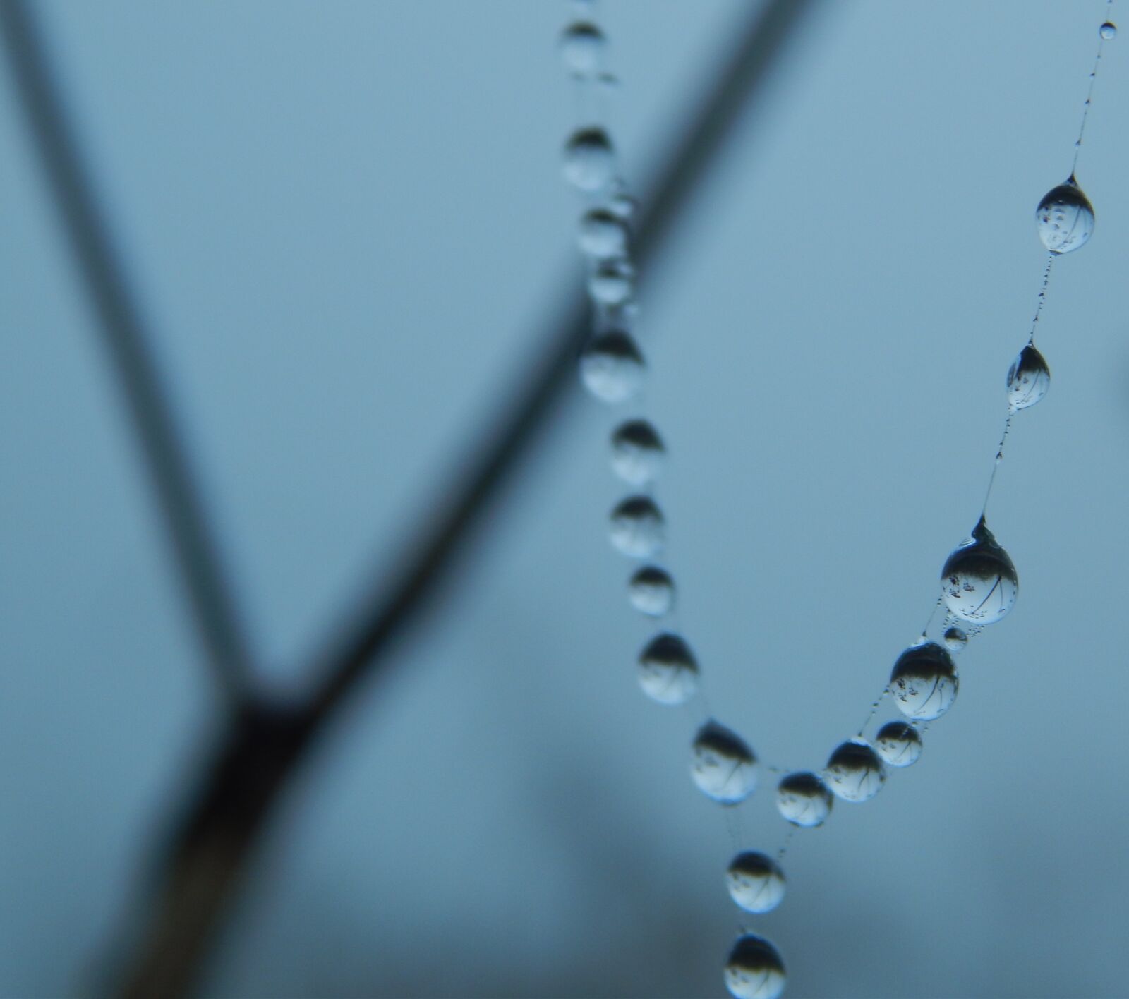 Nikon Coolpix L820 sample photo. Drops, macro, rosa photography