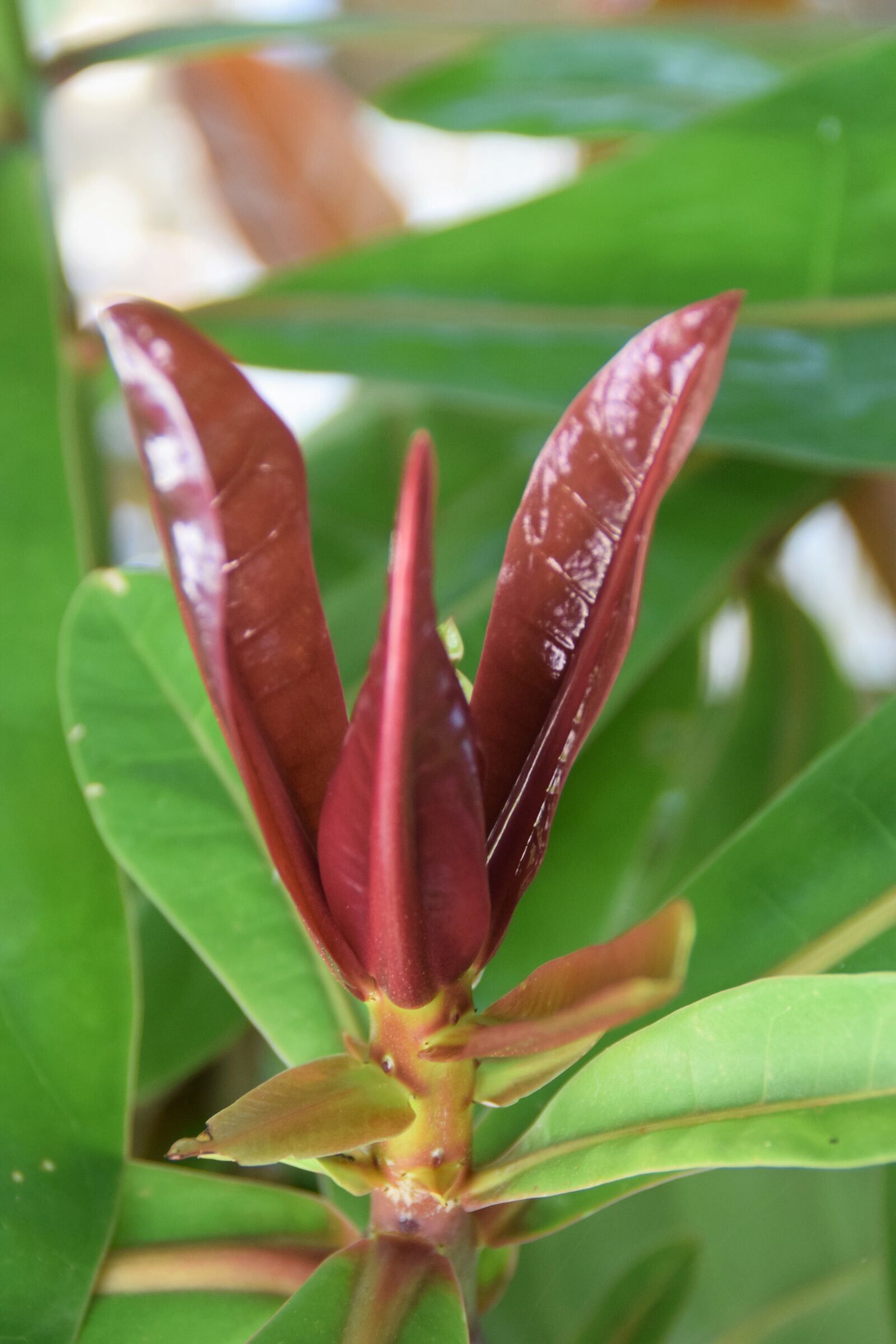 Nikon D5300 sample photo. Engine, leaf, leaf bud photography
