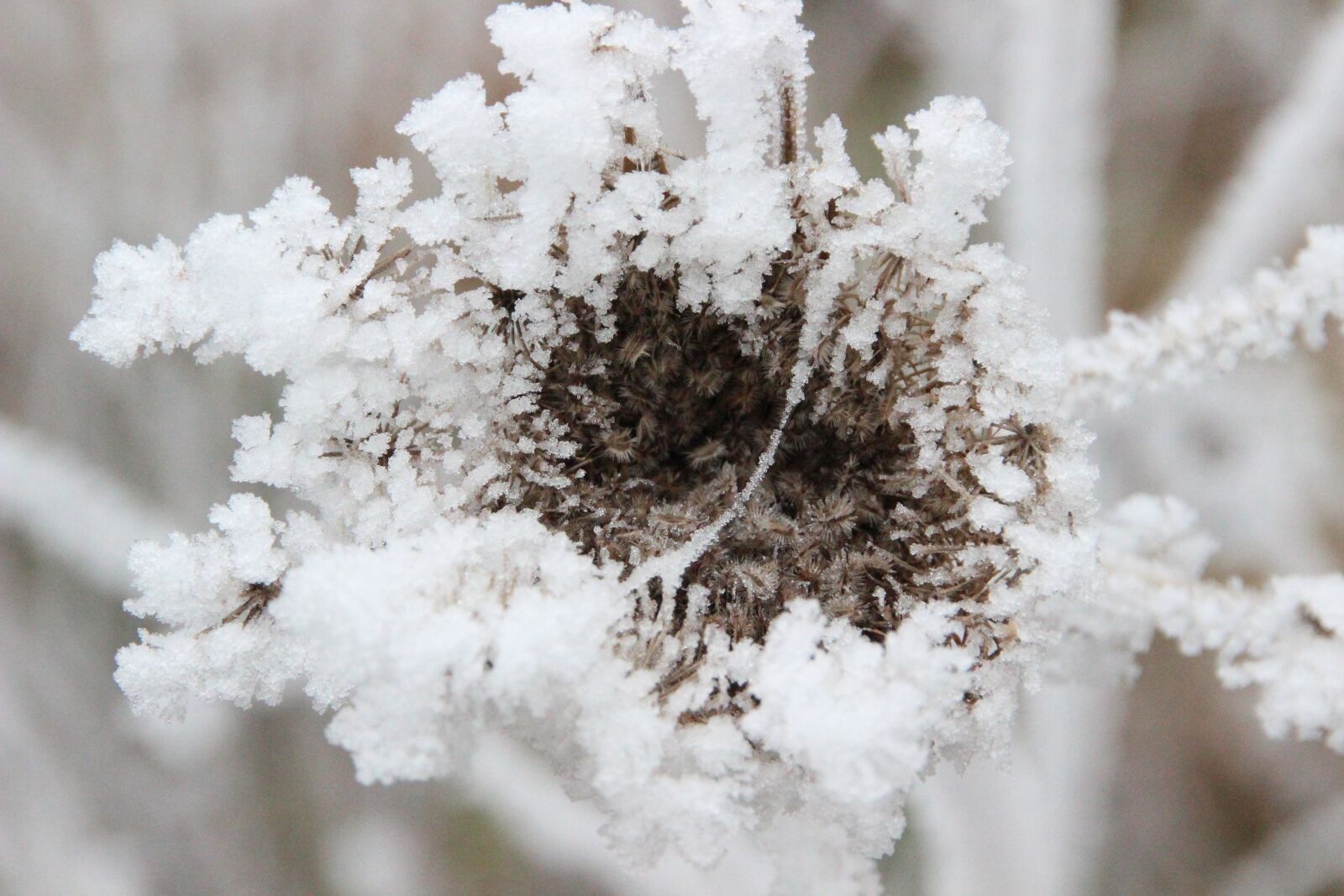 Canon EOS 600D (Rebel EOS T3i / EOS Kiss X5) sample photo. Frost, grasses, winter photography