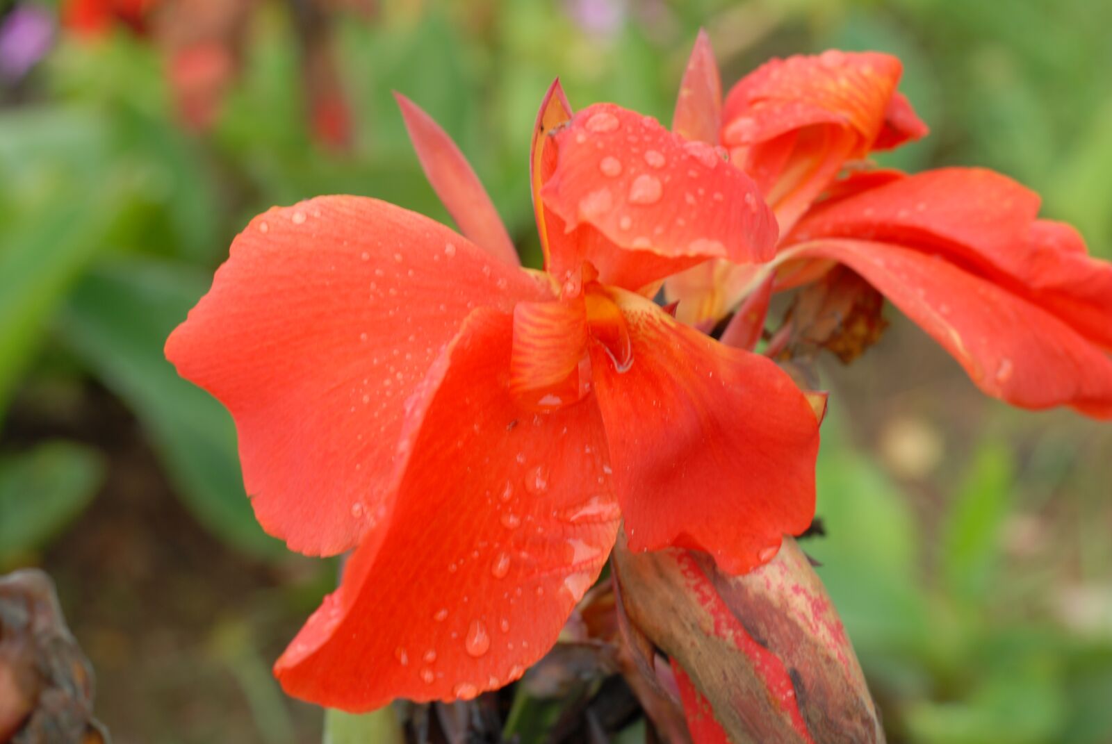 Nikon D200 sample photo. Orange flower, flowers, garden photography