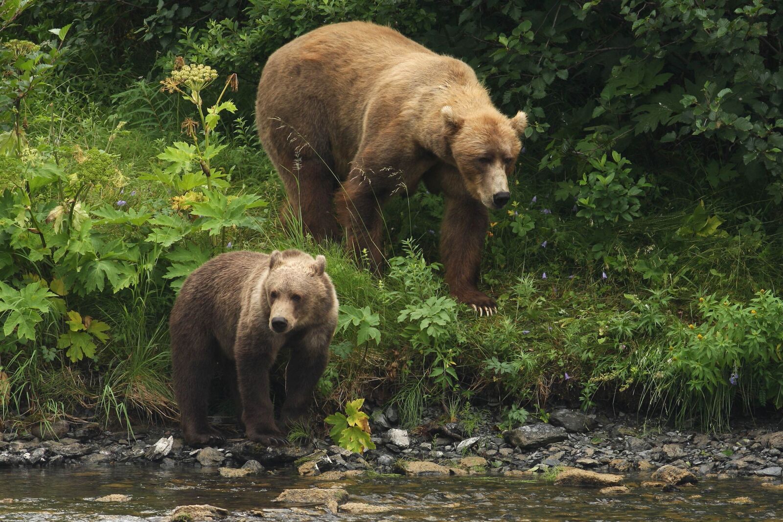 Canon EOS 40D sample photo. Brown bear, sow, cub photography