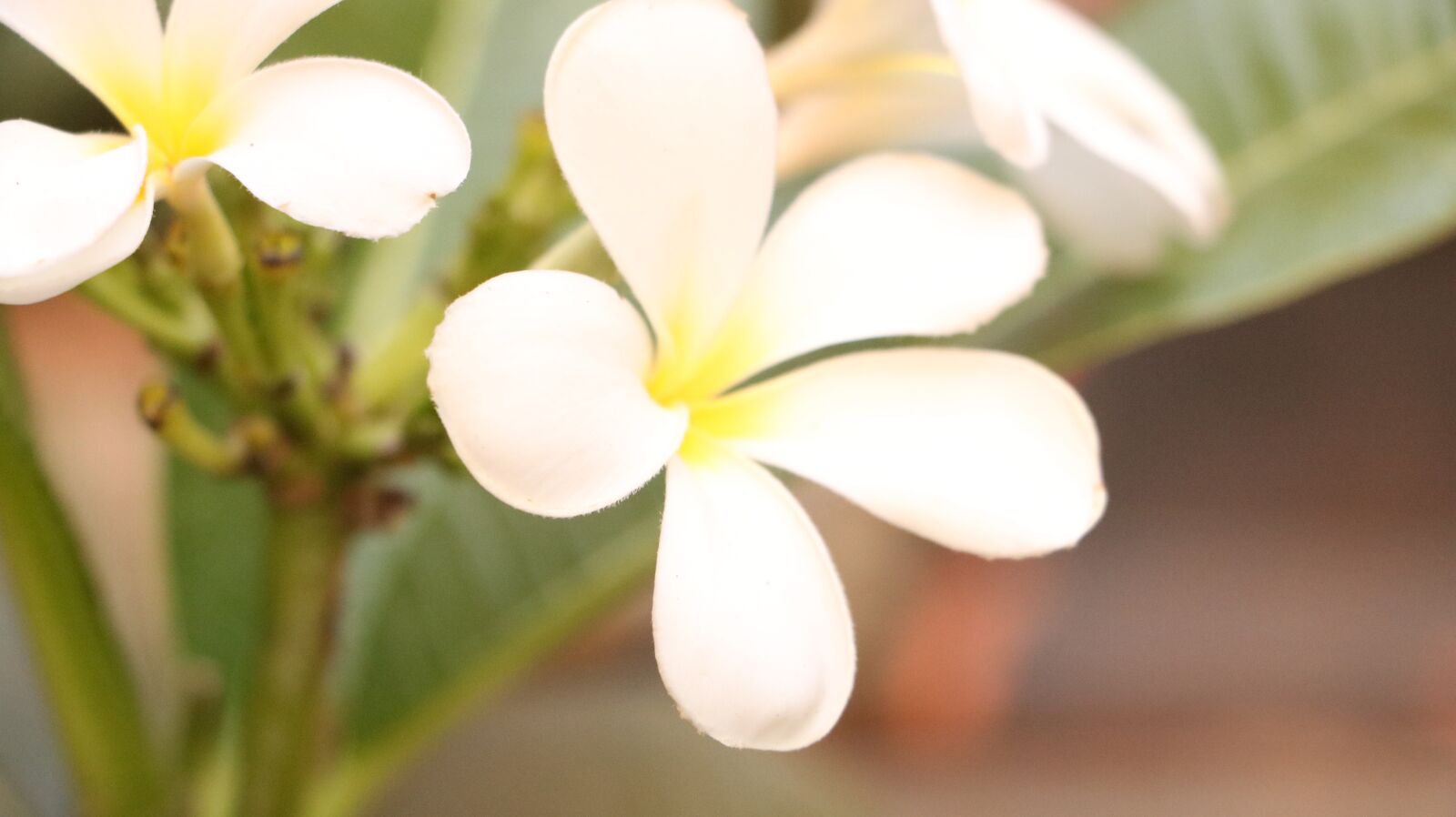 Canon EOS 750D (EOS Rebel T6i / EOS Kiss X8i) sample photo. Flowers, garden, plant photography