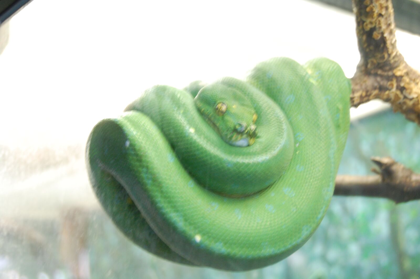 Nikon D40 sample photo. Snake, boa, reptile photography