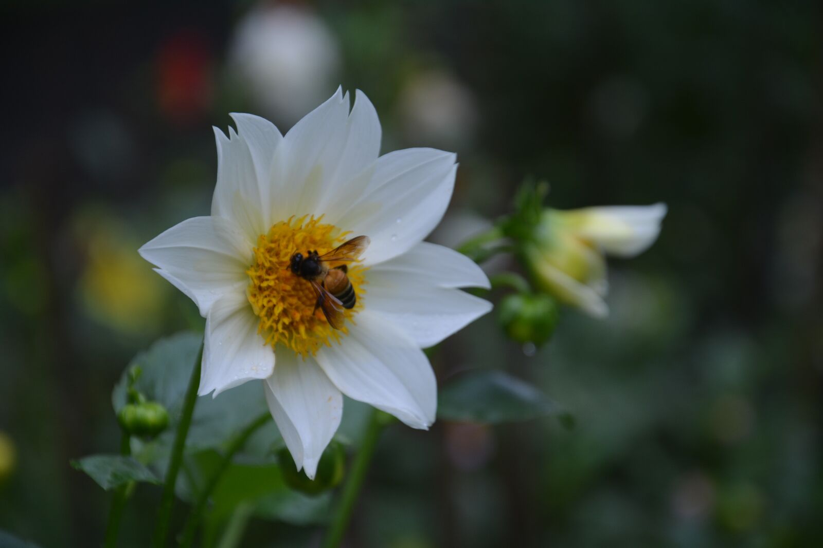 Nikon D7100 sample photo. Flower, bee, pollen photography