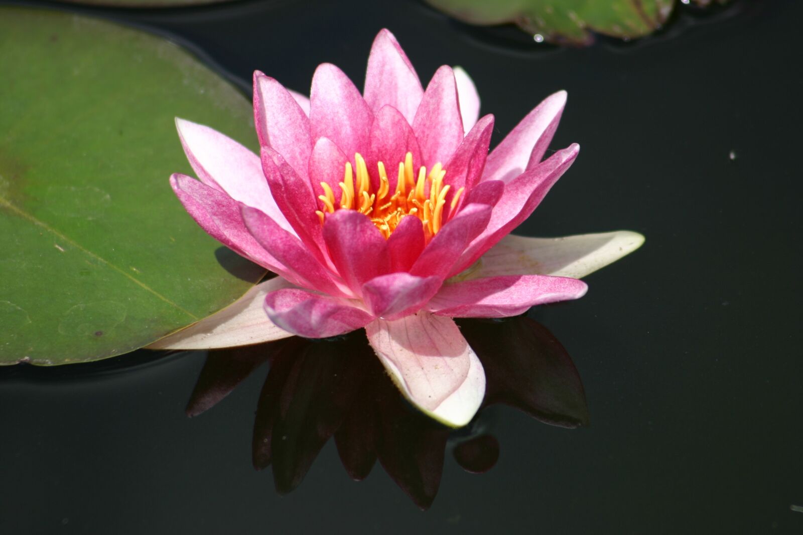 Canon EOS 300D (EOS Digital Rebel / EOS Kiss Digital) sample photo. Water lily, pond, blossom photography
