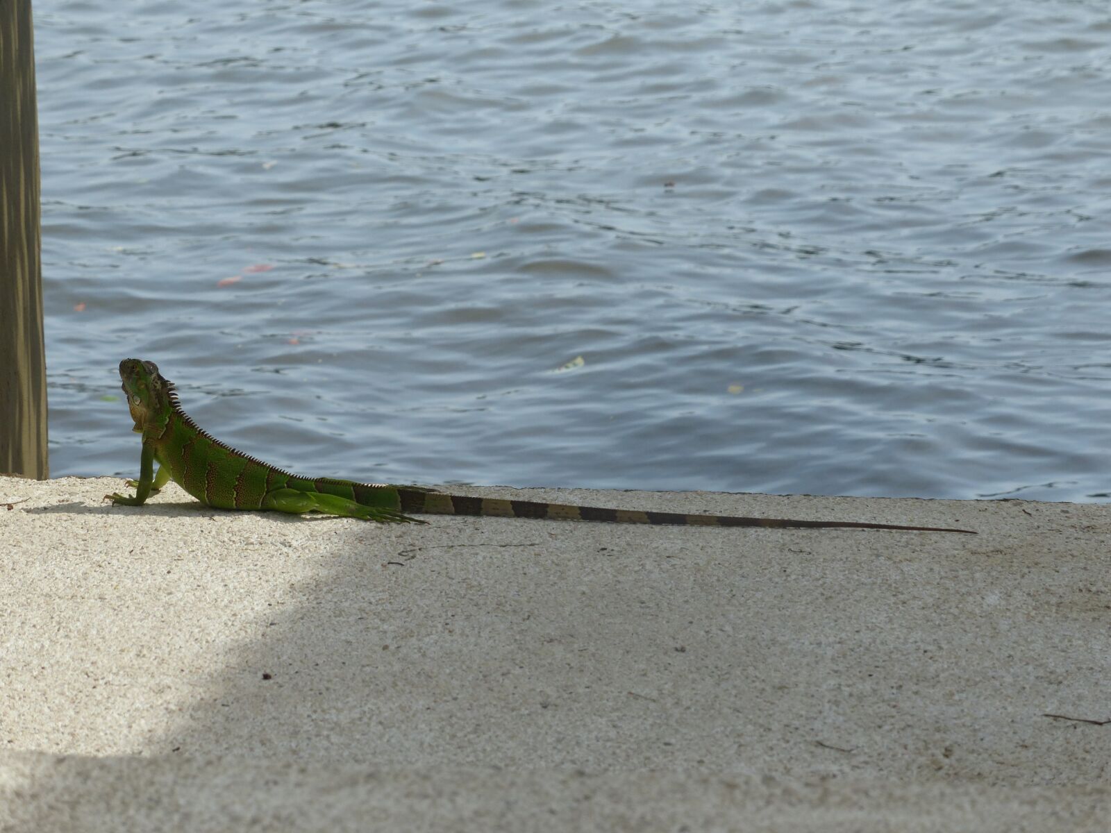 Panasonic Lumix DMC-FZ200 sample photo. Lizard, sun, costa rica photography