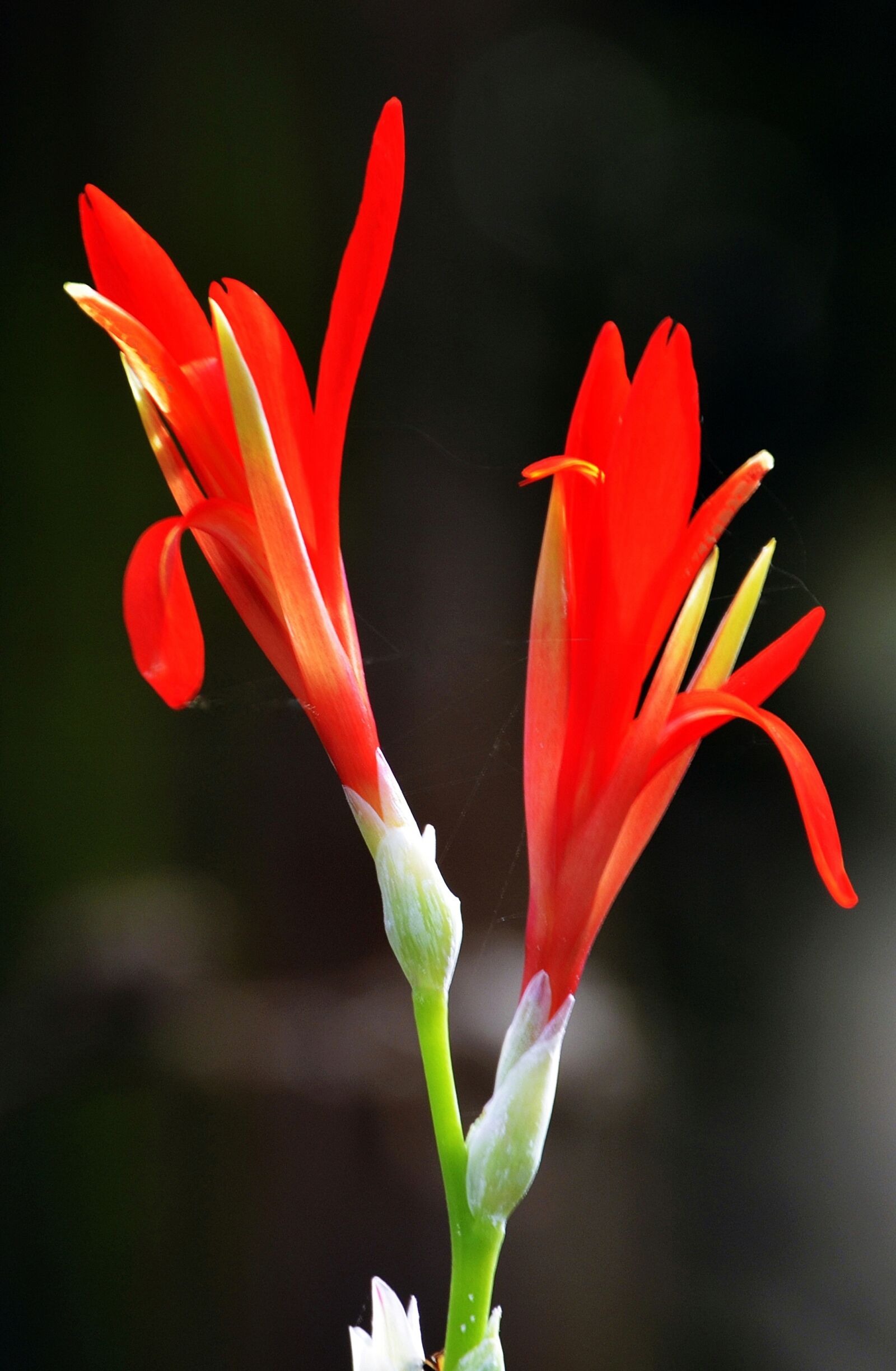 Nikon D5100 sample photo. Heliconia, red, yellow photography