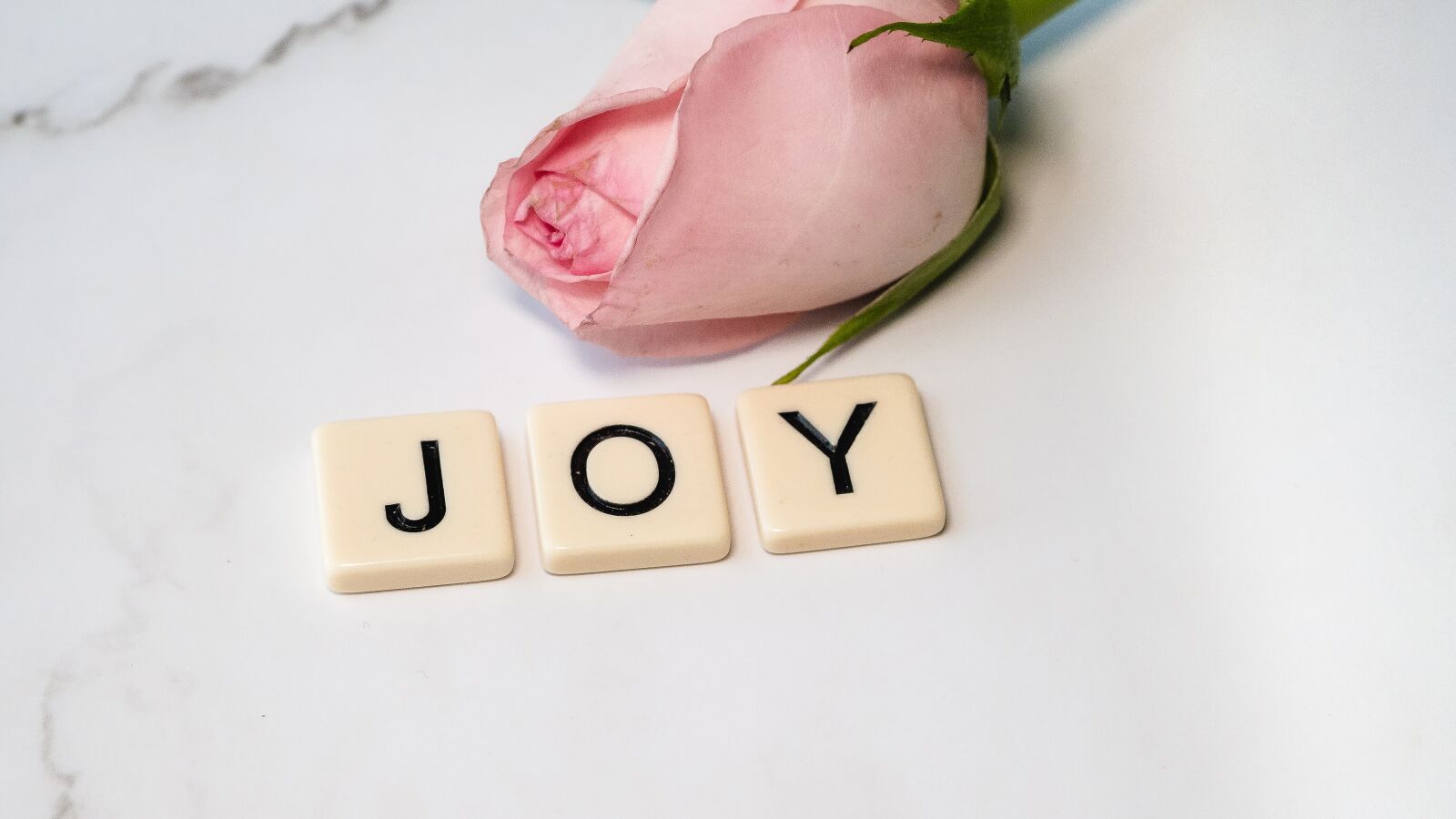 Olympus OM-D E-M10 III sample photo. Joy, rose, joyful photography