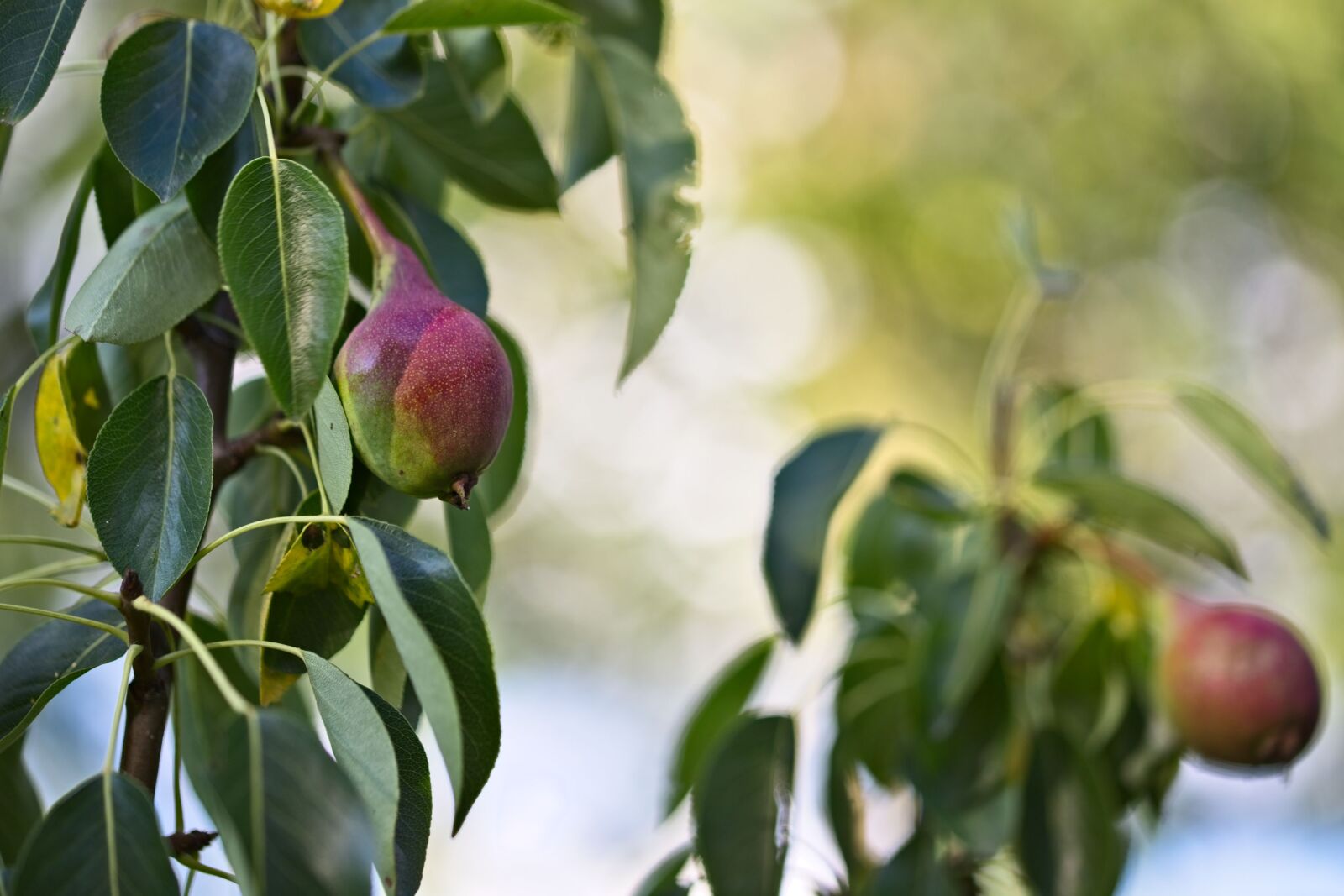 Canon EOS 6D Mark II sample photo. Peer, pear tree, fruit photography