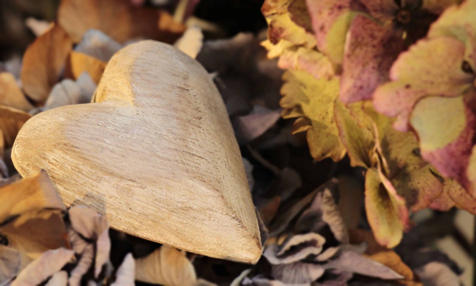 Canon EOS 100D (EOS Rebel SL1 / EOS Kiss X7) sample photo. Nature, wood, leaf, autumn photography