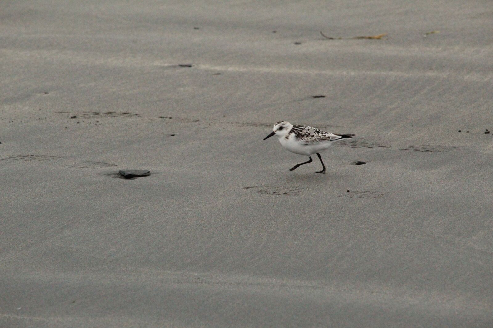 Canon EF-S 55-250mm F4-5.6 IS STM sample photo. Beach, bird, water bird photography