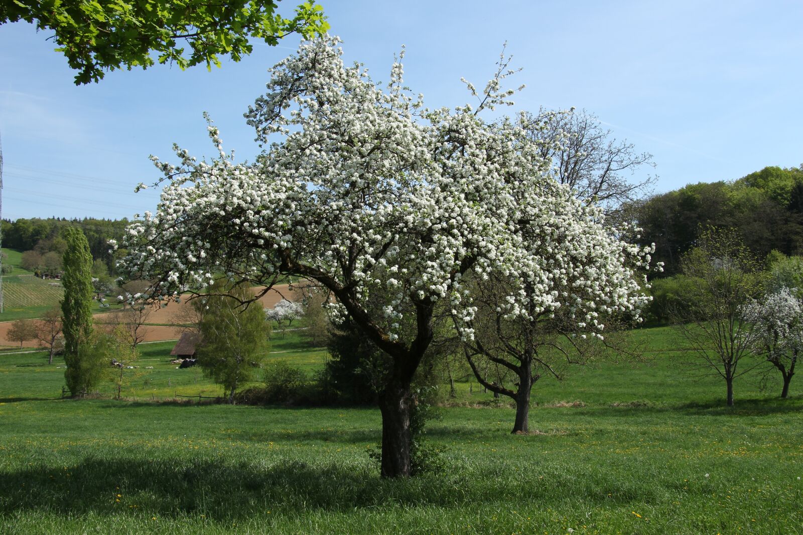 Canon EOS 700D (EOS Rebel T5i / EOS Kiss X7i) sample photo. Tree, landscape, season photography