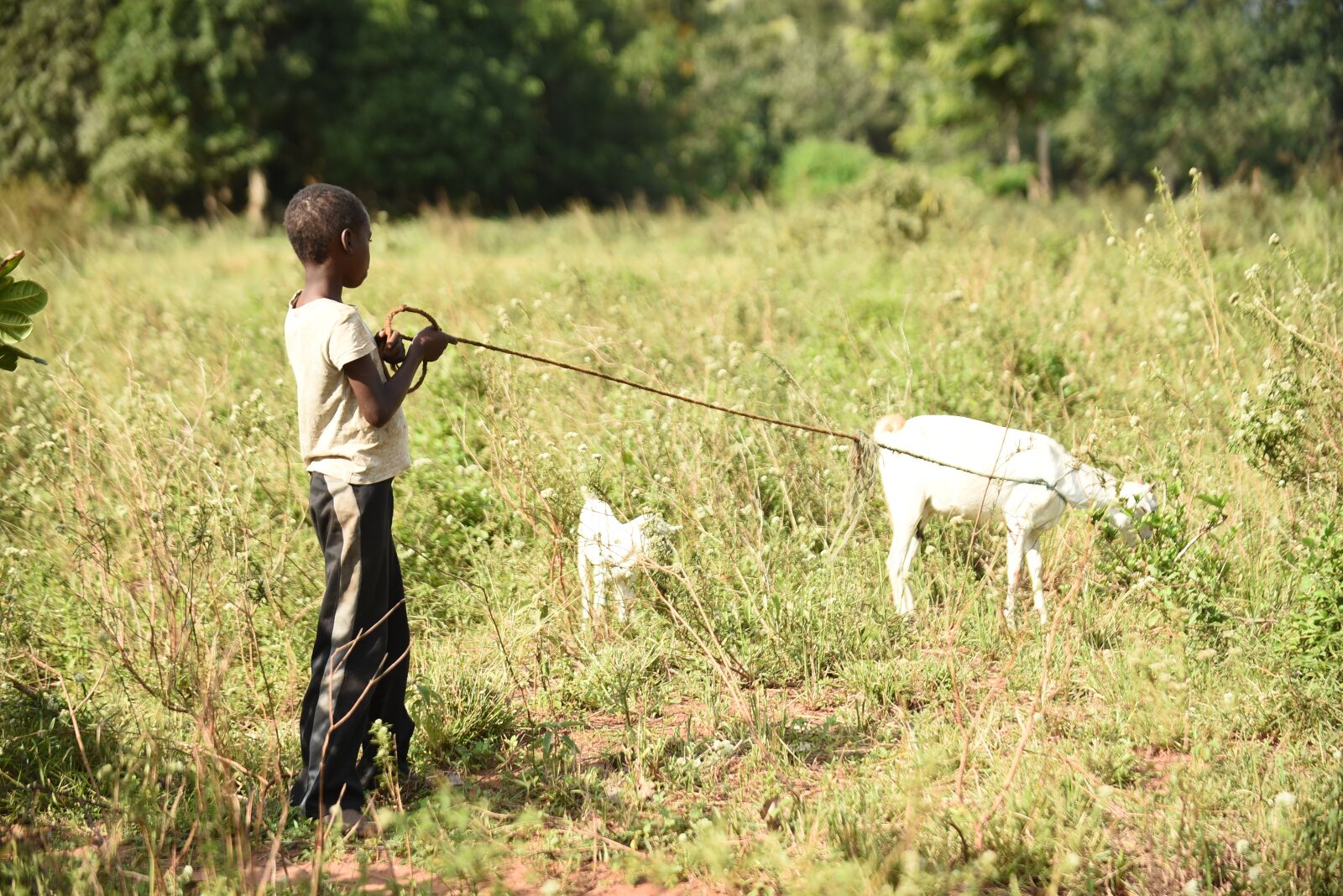 Nikon D750 sample photo. Goat, boy, herding photography