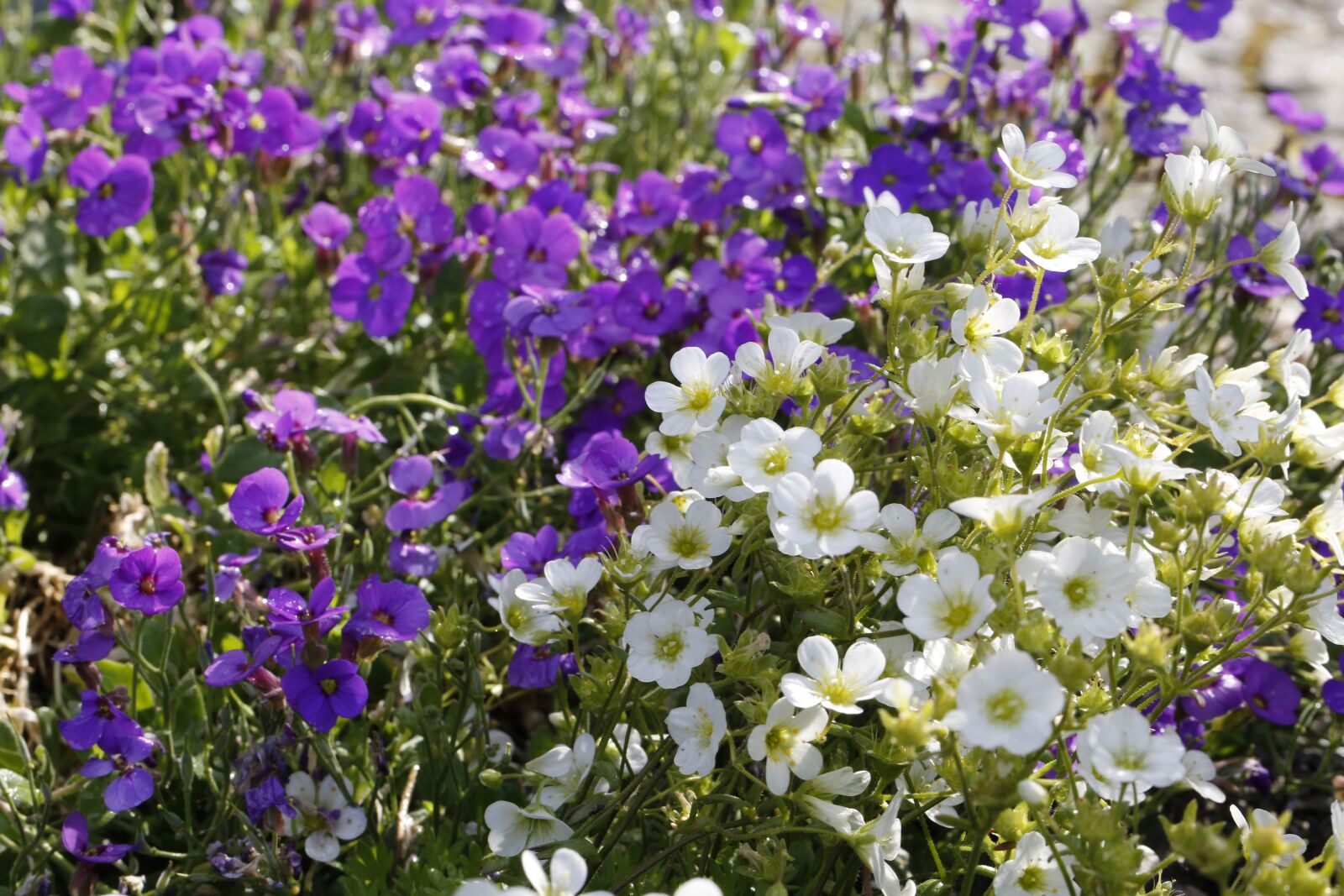 Canon EF 100mm F2.8L Macro IS USM sample photo. Flowers, garden, spring photography