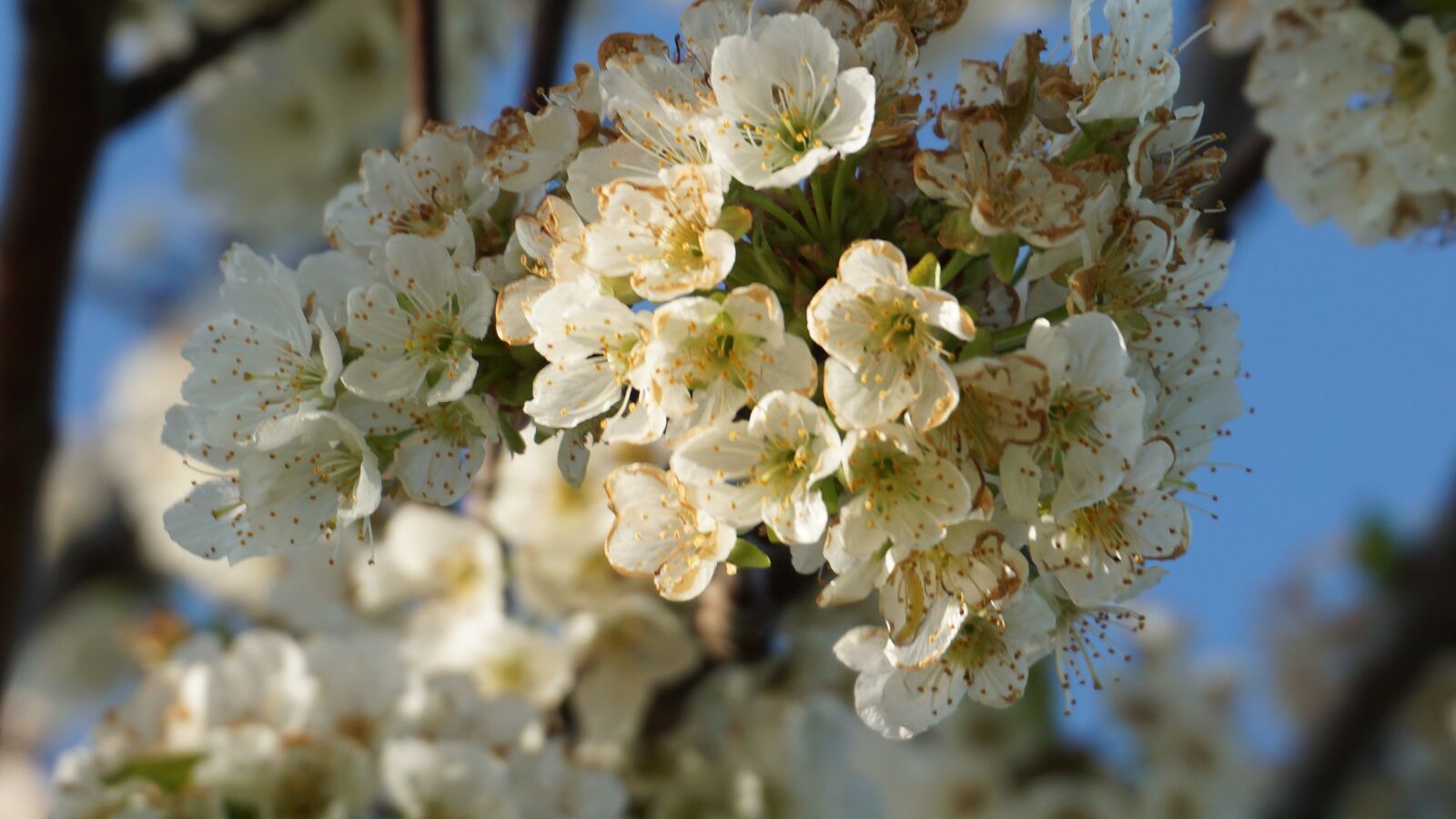 Sony E 16-50mm F3.5-5.6 PZ OSS sample photo. Spring, nature, forest photography