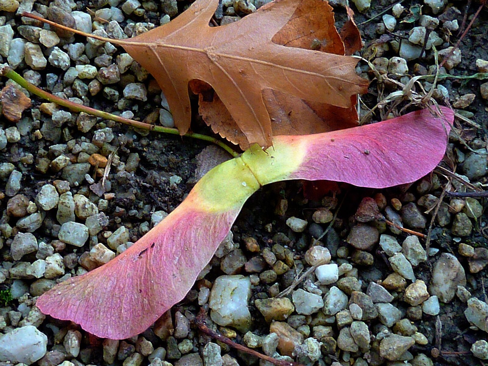 Panasonic DMC-TZ7 sample photo. Autumn, autumn leaf, fall photography