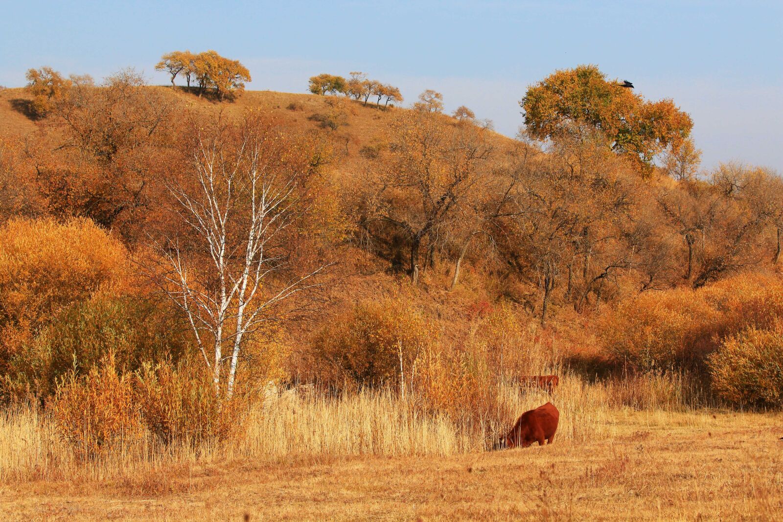 Canon EF 70-200mm F2.8L IS USM sample photo. Autumn, the scenery, tree photography