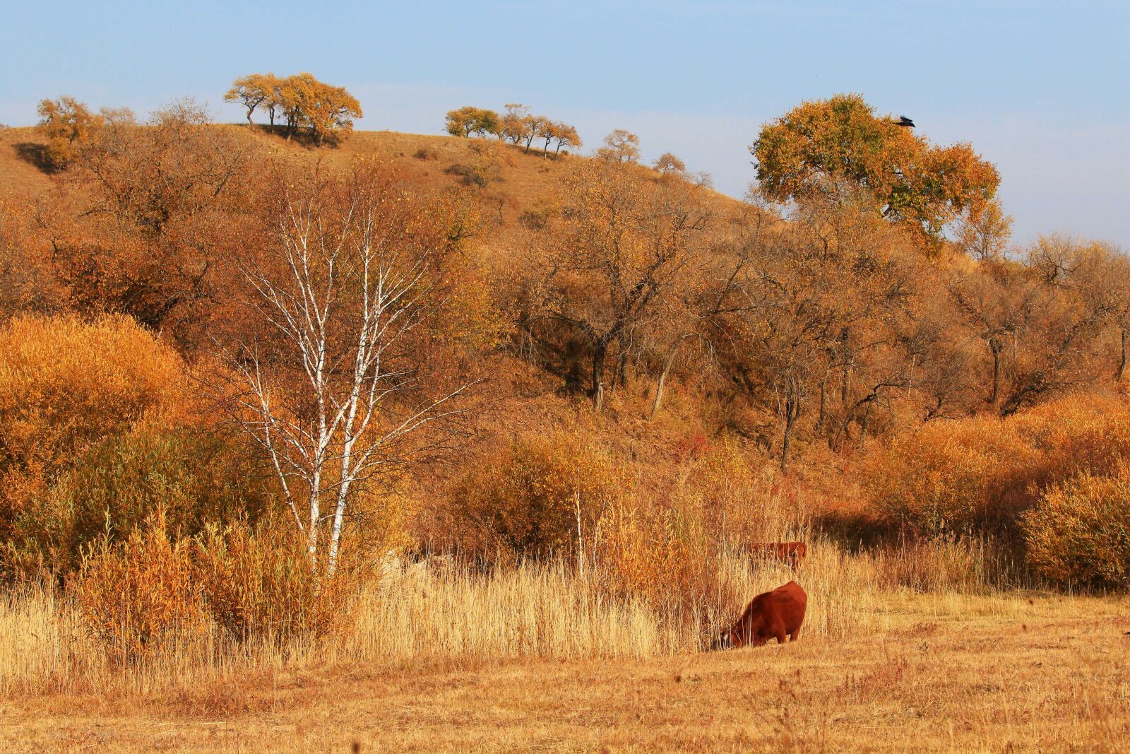 Canon EOS 70D + Canon EF 70-200mm F2.8L IS USM sample photo. Autumn, the scenery, tree photography