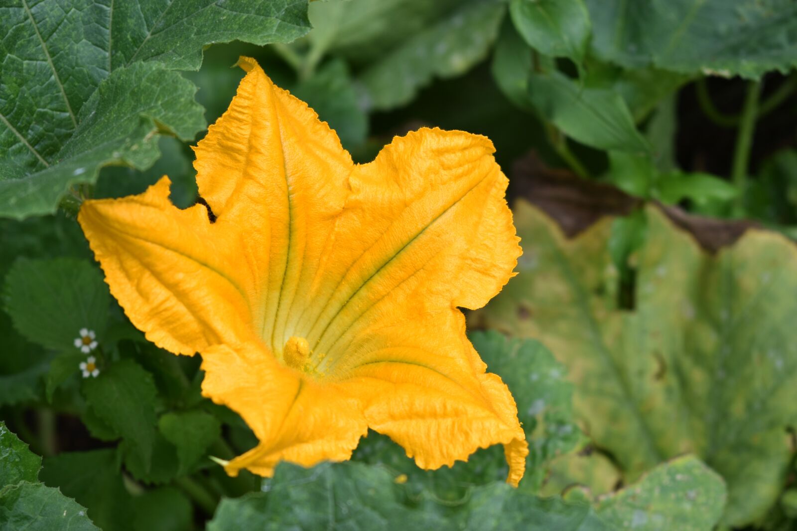Nikon D3500 sample photo. Flower, pumpkin, yellow photography
