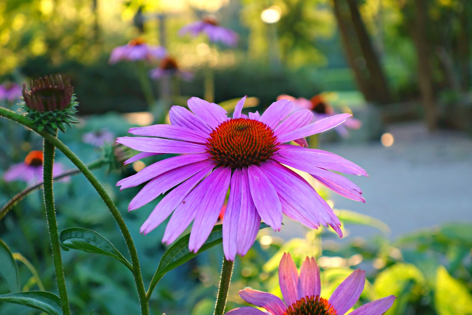 Sony Cyber-shot DSC-RX100 sample photo. Cone flower, purple cone photography