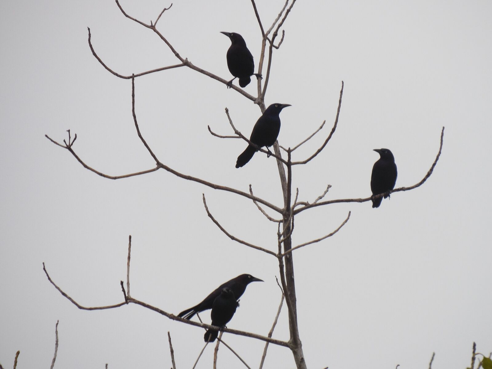 Samsung WB2200F sample photo. Birds, sky, tree photography