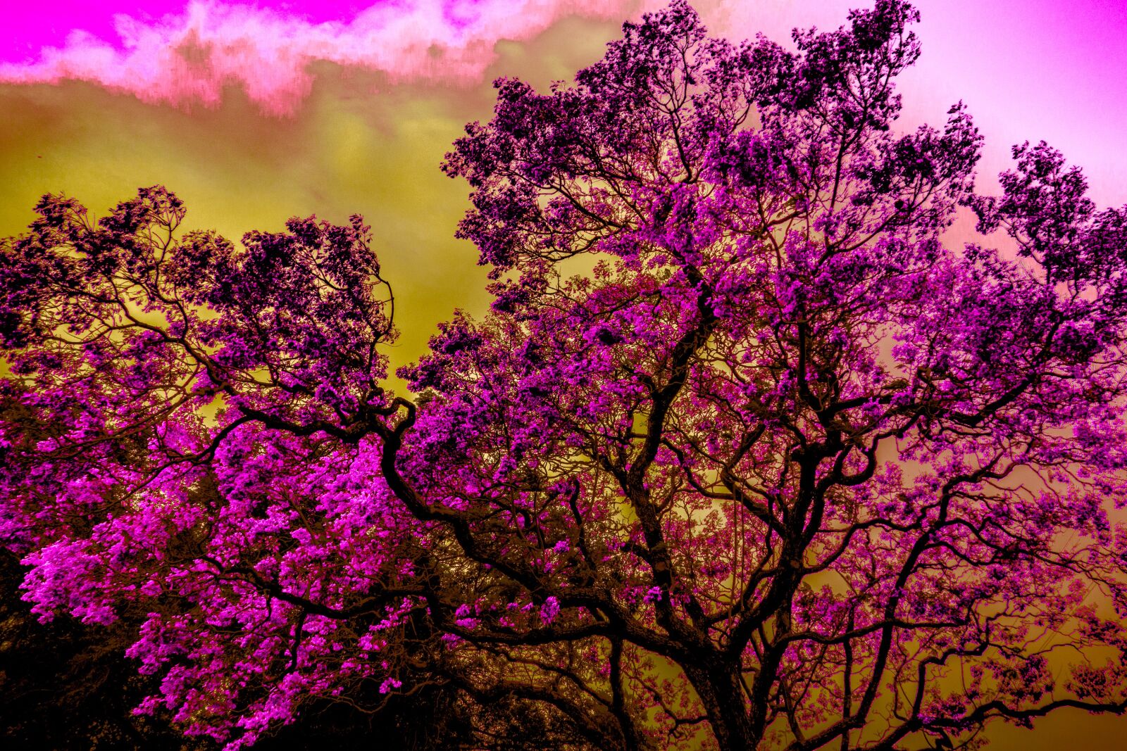 Sony Cyber-shot DSC-RX100 sample photo. Jacaranda tree, surreal, nature photography