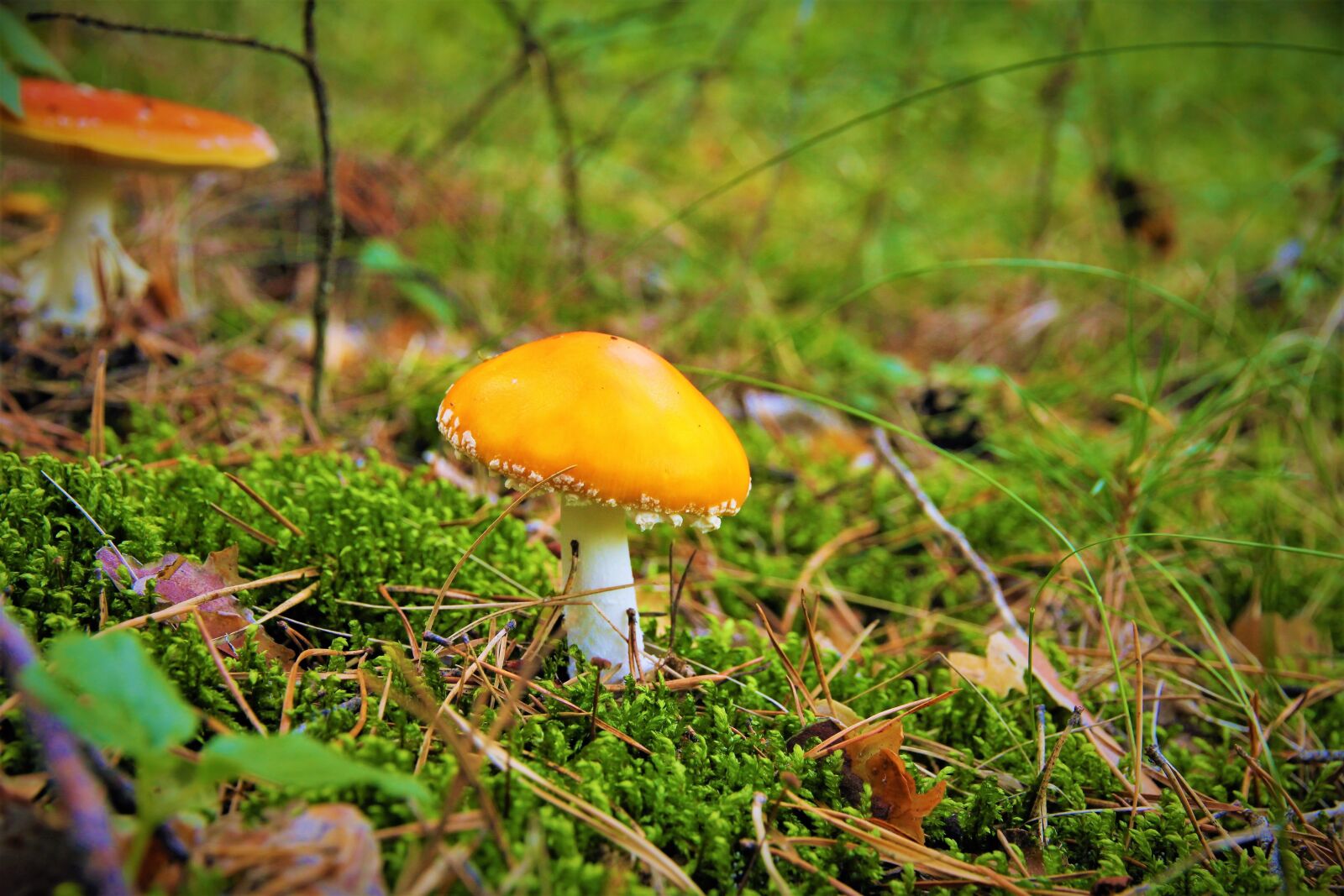 Canon EOS 500D (EOS Rebel T1i / EOS Kiss X3) sample photo. Mushrooms, forest, nature photography
