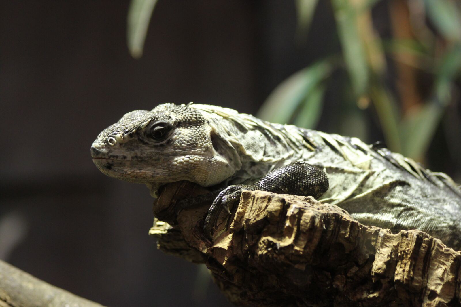 Canon EOS 500D (EOS Rebel T1i / EOS Kiss X3) sample photo. Chuckwalla, reptile, lizard photography