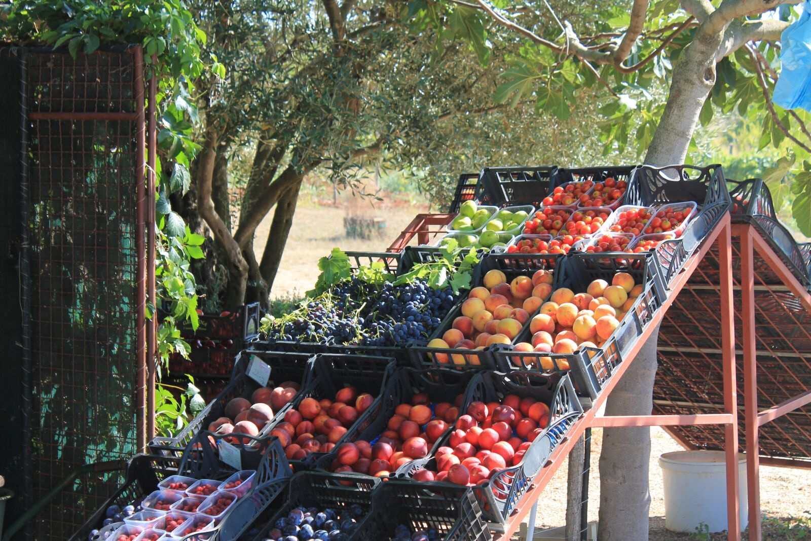 Canon EOS 1100D (EOS Rebel T3 / EOS Kiss X50) sample photo. Fruit, fruit stand, market photography